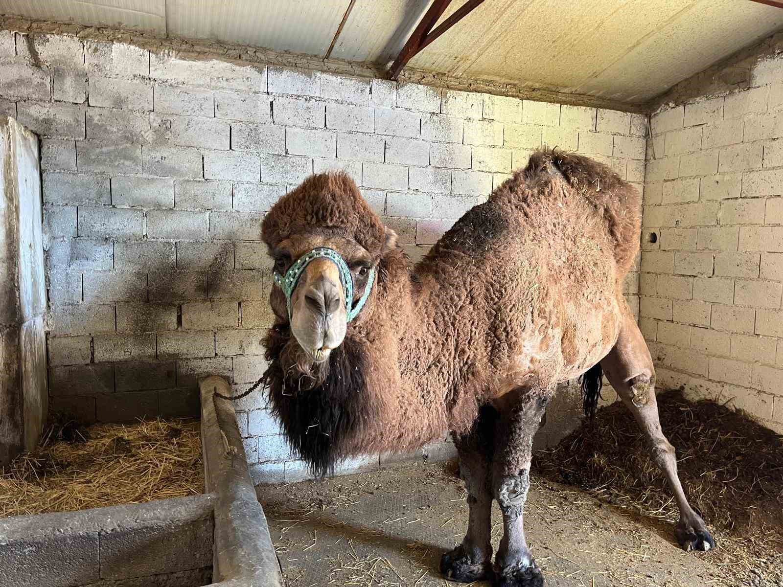 Deve güreşleri iptal edilince develer dinlenmeye çekildi
