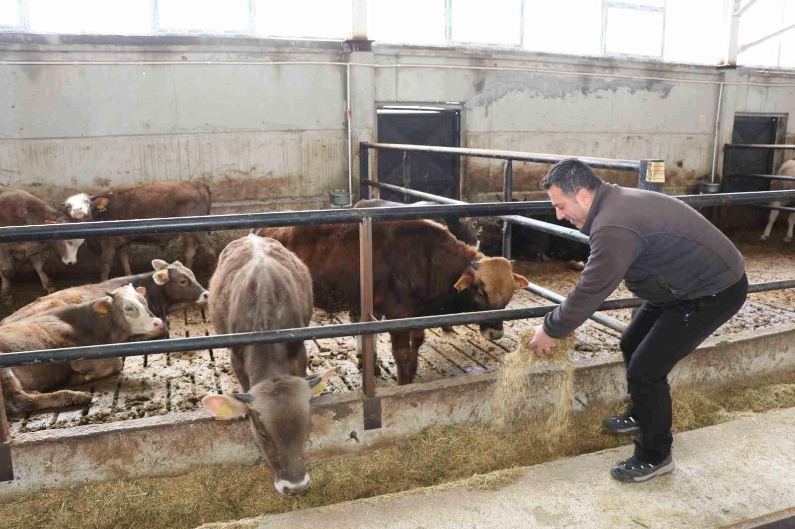 Devlet desteği ile kurduğu akıllı ahır projesiyle verimliliği artırdı
