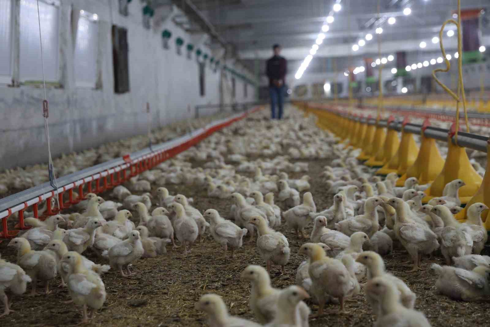 Devletten aldığı destekle ikinci çiftliğini açtı
