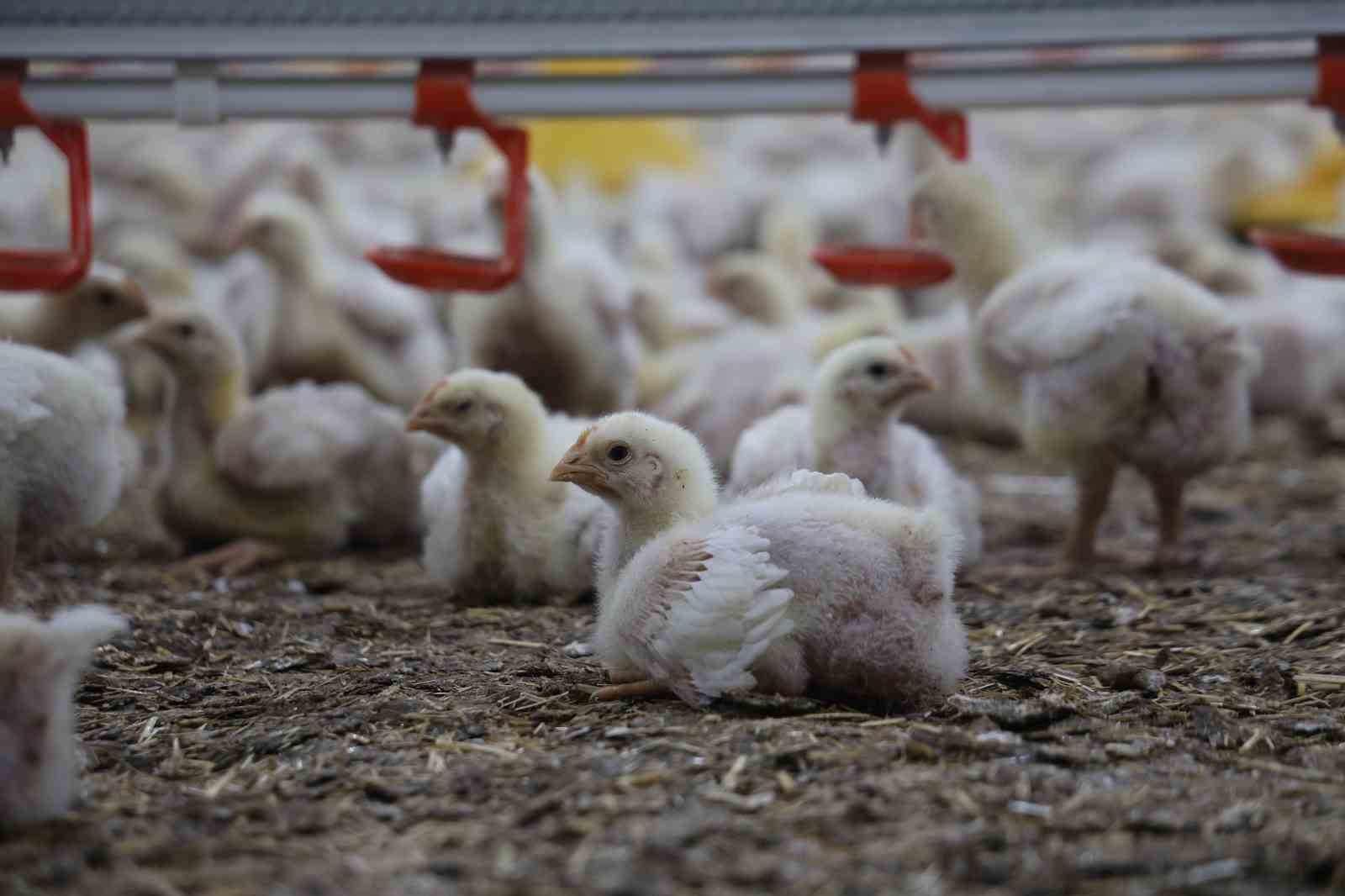 Devletten aldığı destekle ikinci çiftliğini açtı
