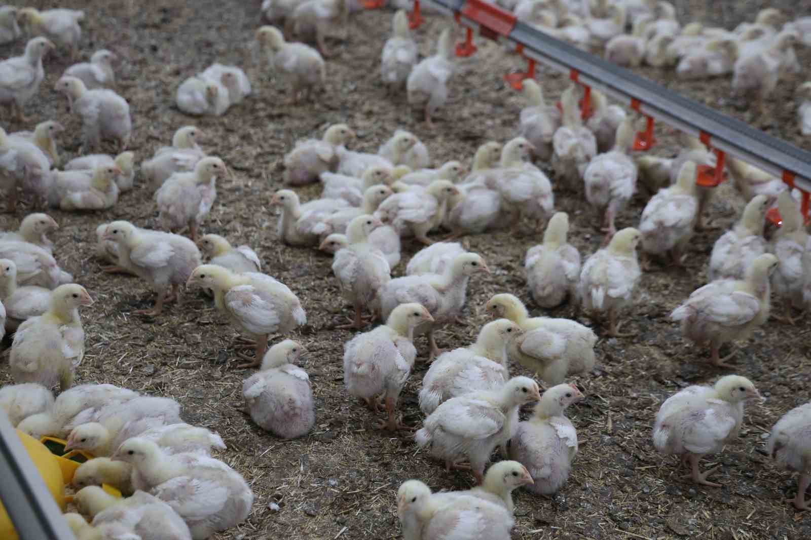 Devletten aldığı destekle ikinci çiftliğini açtı
