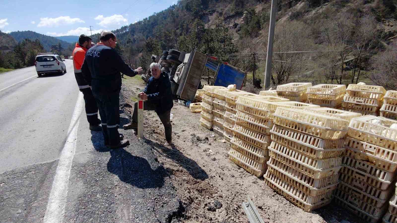 Devrilen kamyondan sürücü kurtuldu, onlarca tavuk telef oldu
