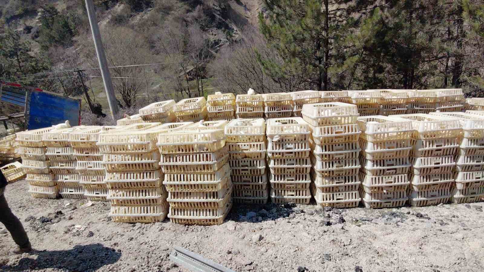 Devrilen kamyondan sürücü kurtuldu, onlarca tavuk telef oldu
