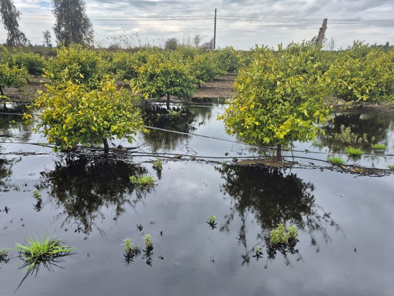 Devrilen tankerden litrelerce akaryakıt portakal bahçesine aktı
