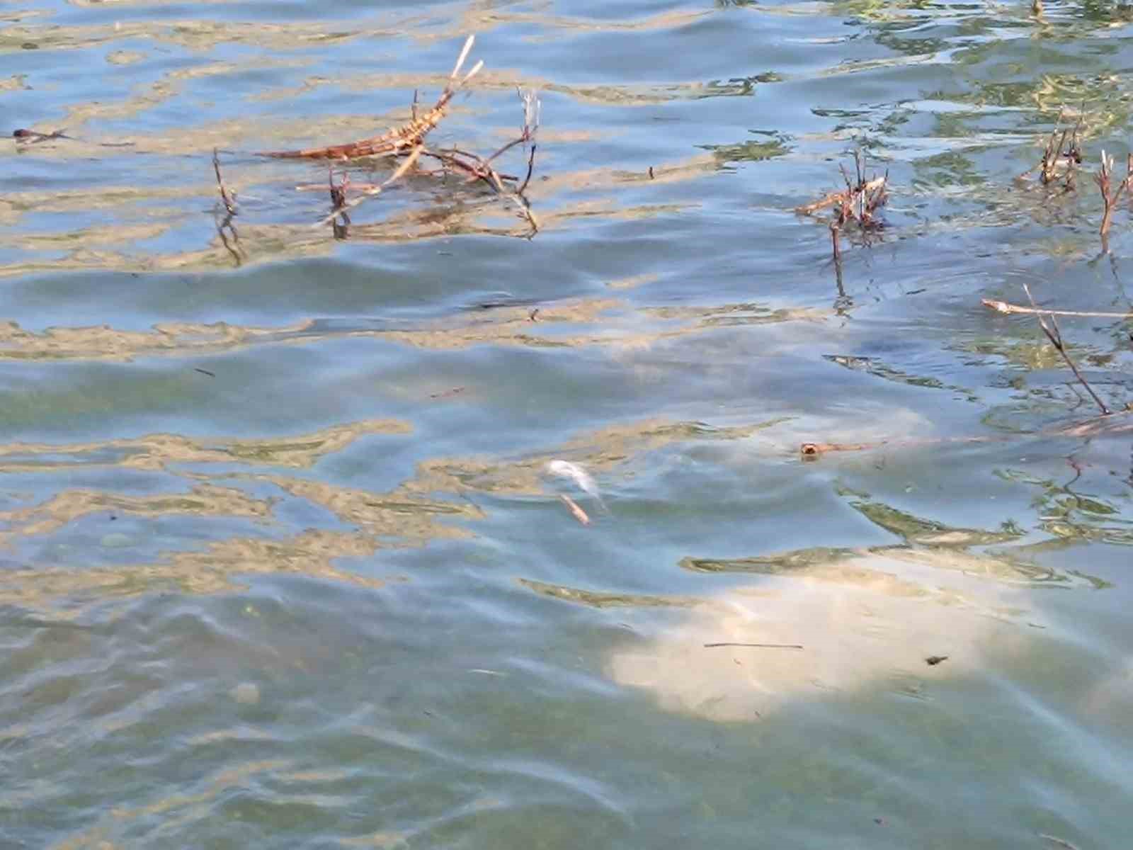 Dicle Nehri’nde balık ölümleri tedirgin etti
