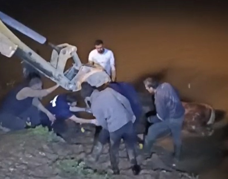 Dicle Nehri’ne düşen ineği itfaiye iş makinesiyle kurtardı
