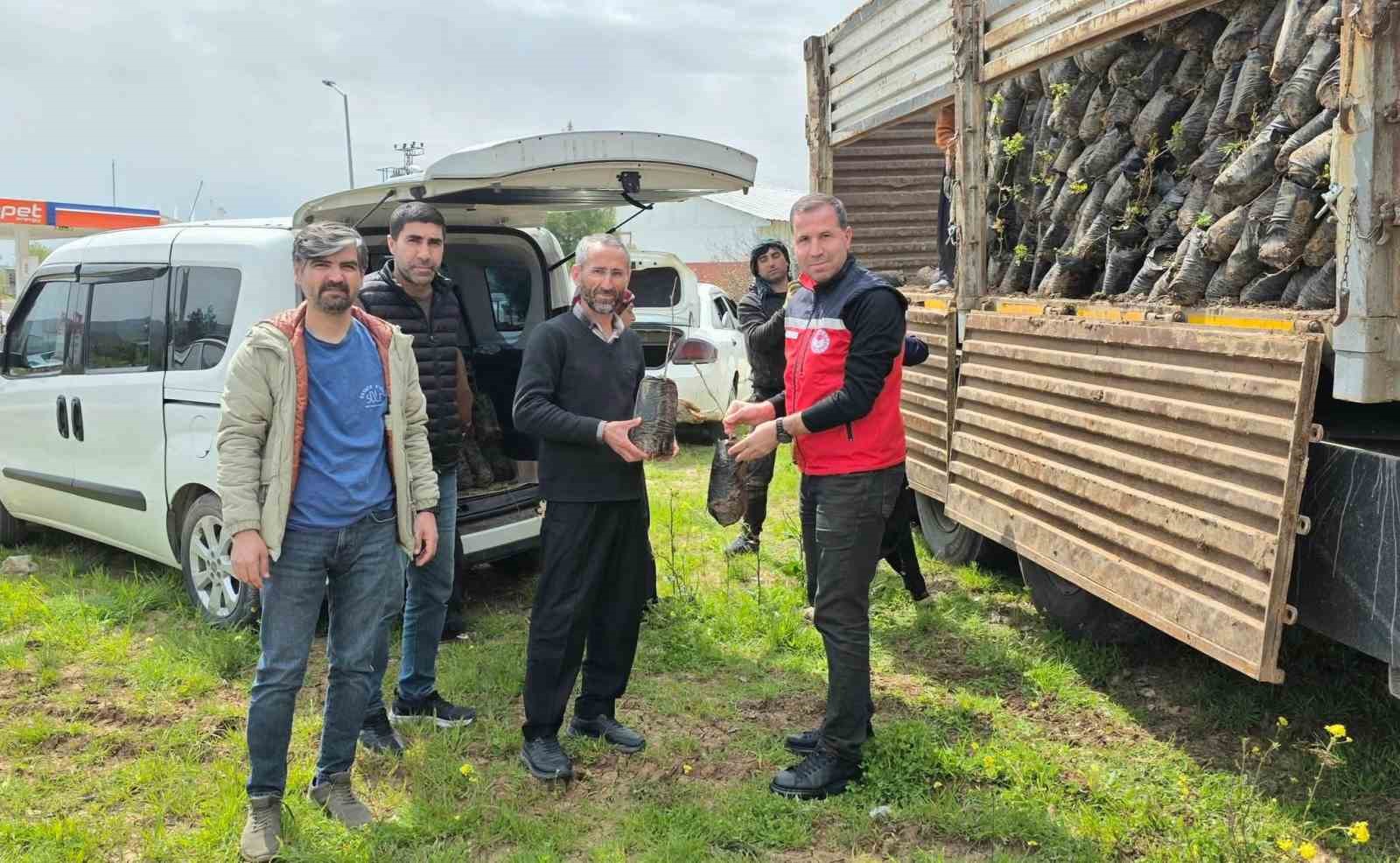 Dicle’de çiftçilere yüzde 100 hibeli bin 176 adet fıstık çöğürü dağıtıldı
