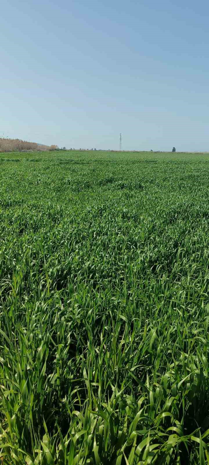 Didim’de hububat ekili araziler temiz çıktı
