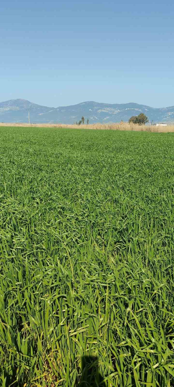 Didim’de hububat ekili araziler temiz çıktı
