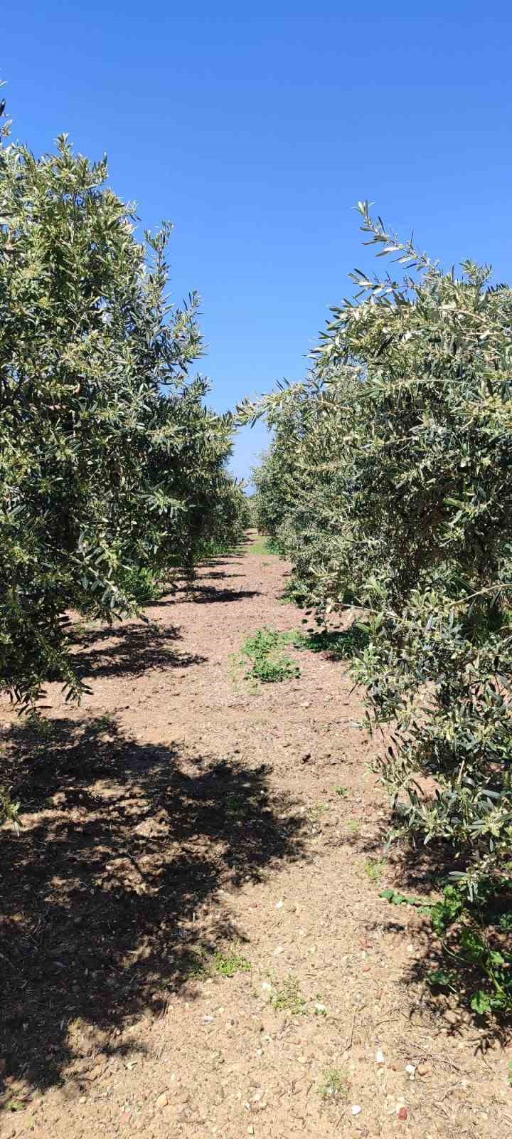 Didim’de zeytin üreticilerine zararlı uyarısı
