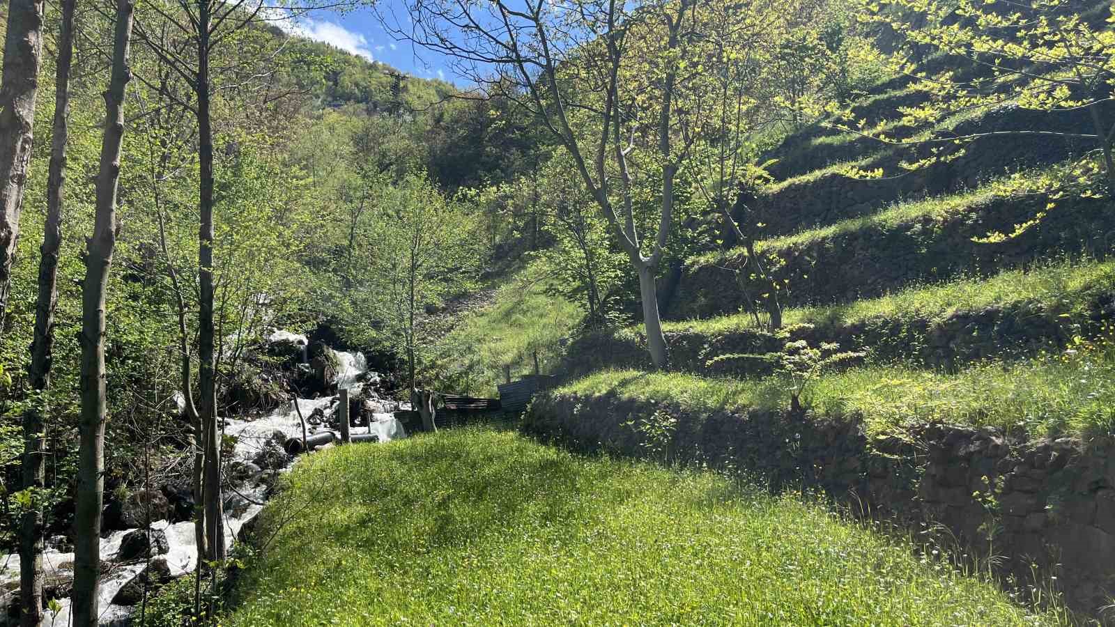 Dik yamaçta 60 yıllık emek, taş duvarlarla kurulan miras
