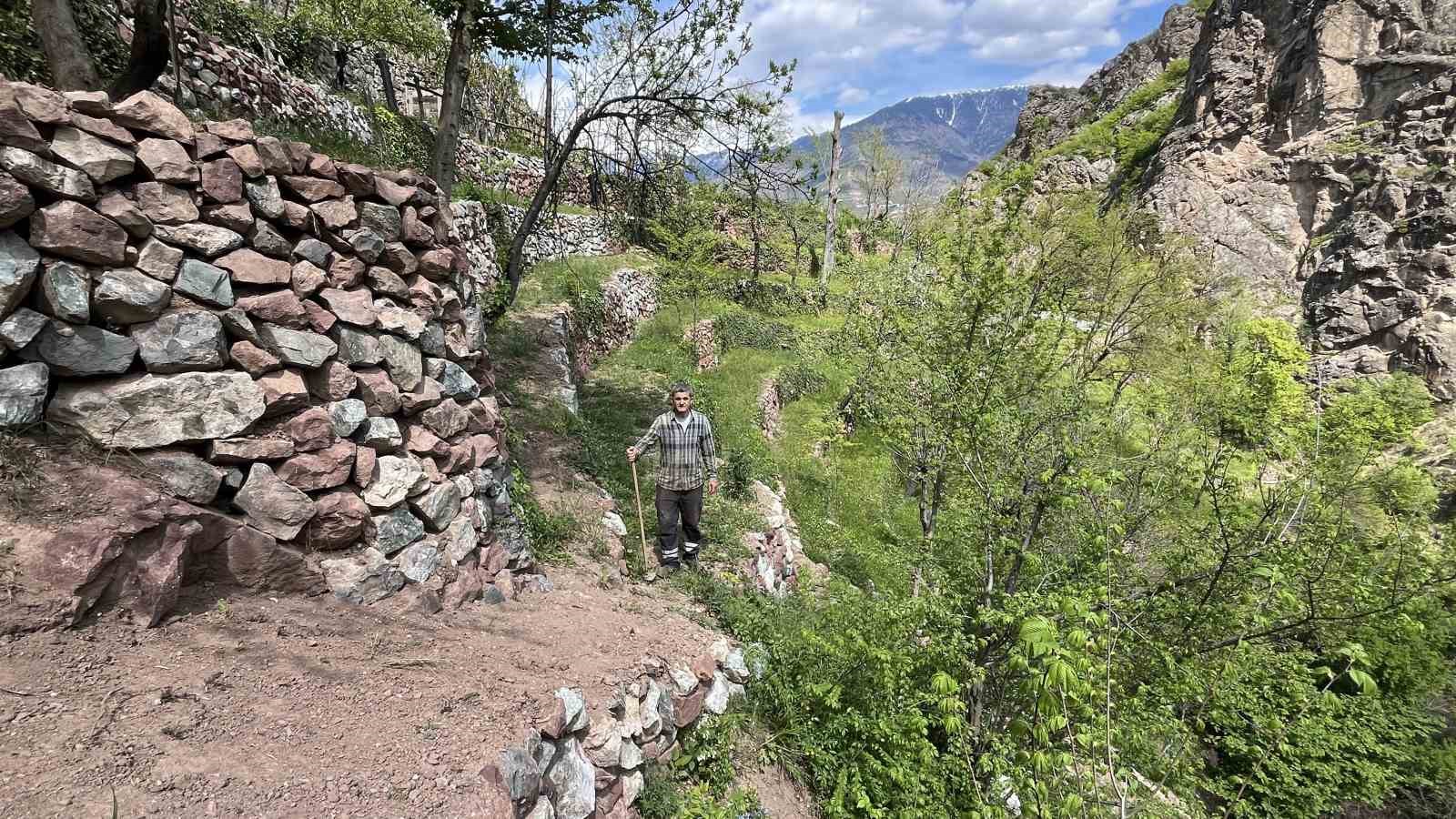 Dik yamaçta 60 yıllık emek, taş duvarlarla kurulan miras
