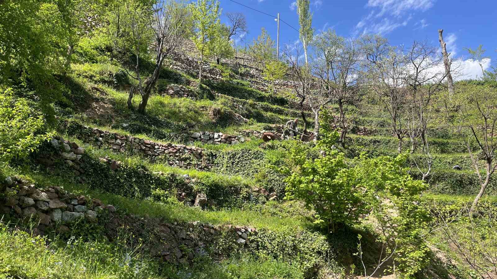 Dik yamaçta 60 yıllık emek, taş duvarlarla kurulan miras
