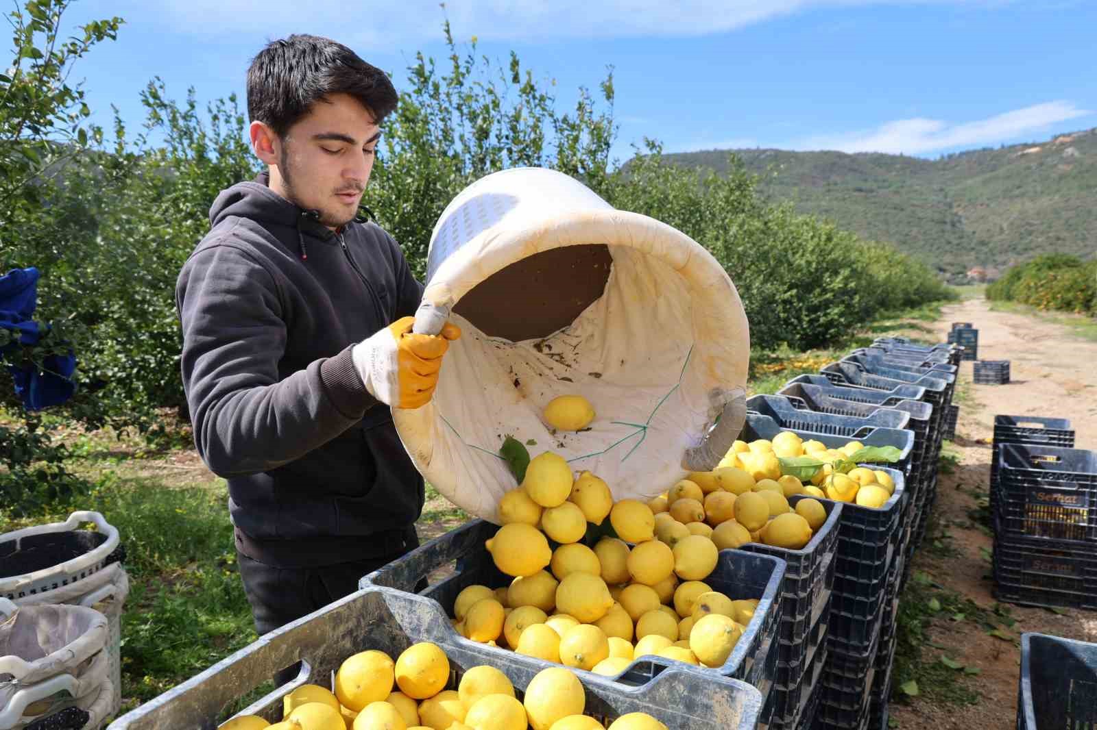 Dikenli limon üreticinin yüzünü güldürdü
