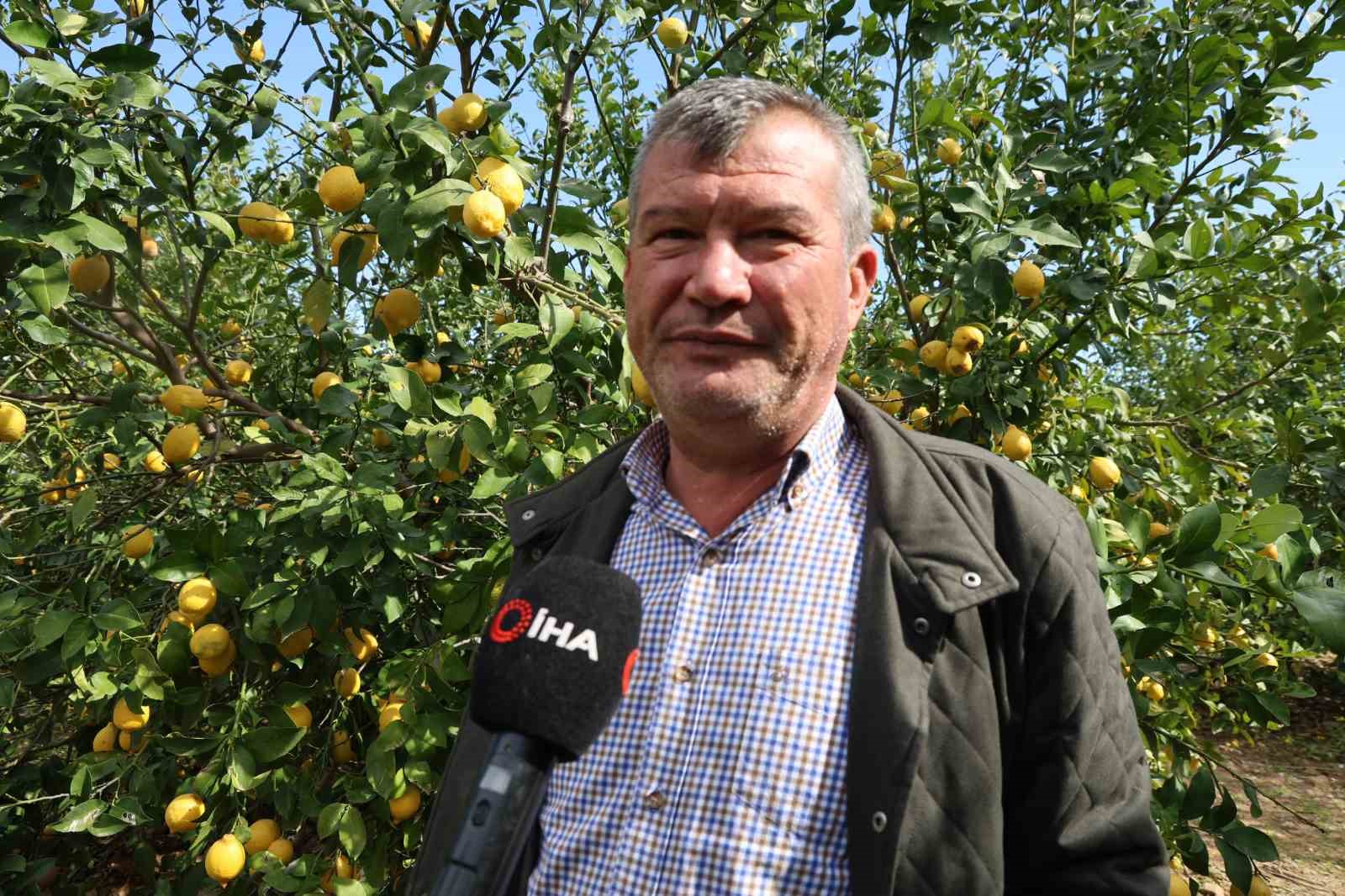 Dikenli limon üreticinin yüzünü güldürdü
