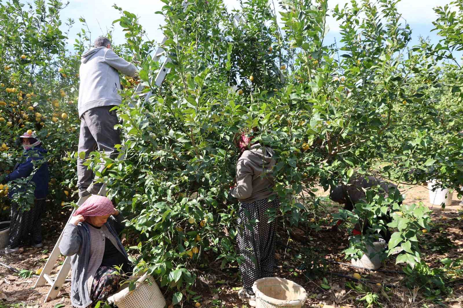 Dikenli limon üreticinin yüzünü güldürdü
