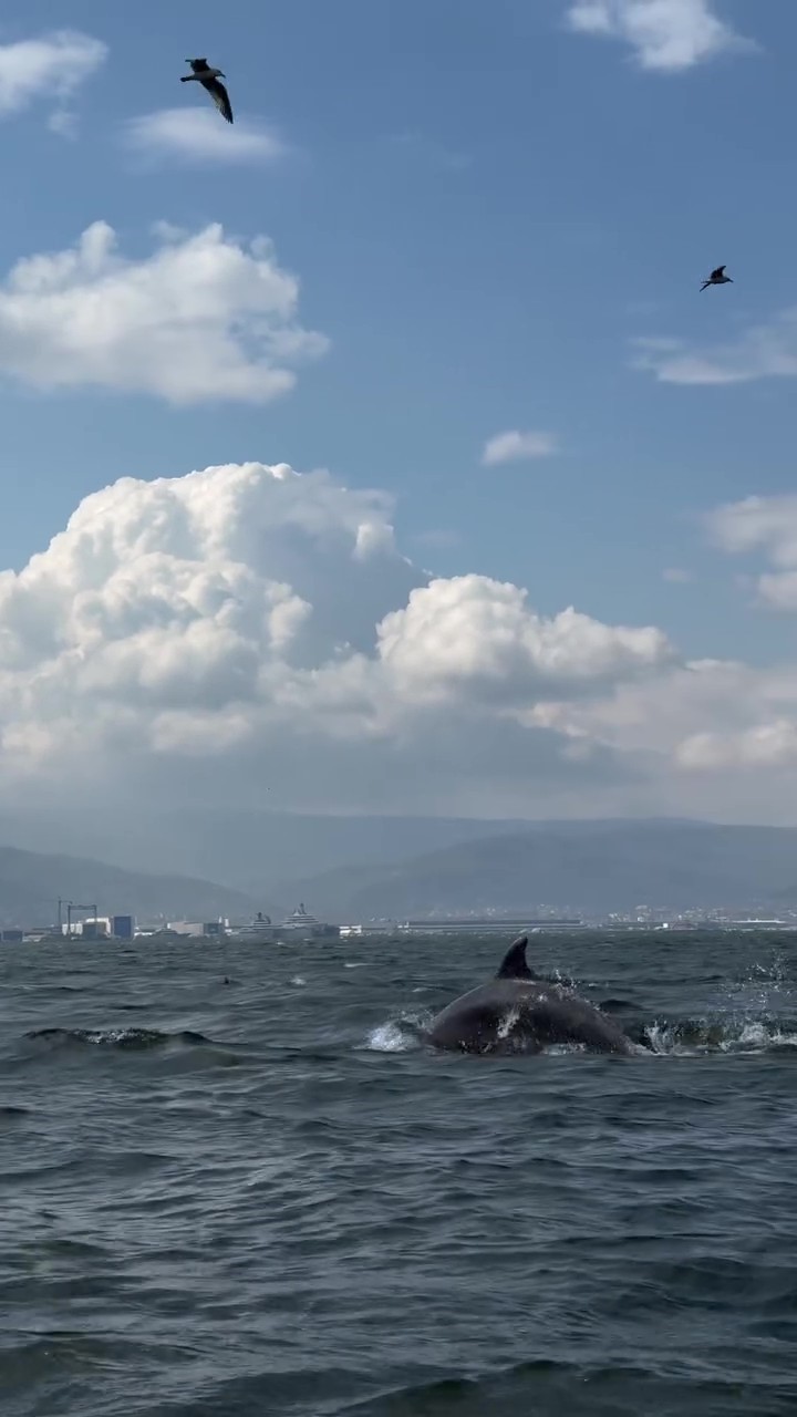 Dip çamuru temizliği İzmit Körfezi’ne yunusları geri getirdi
