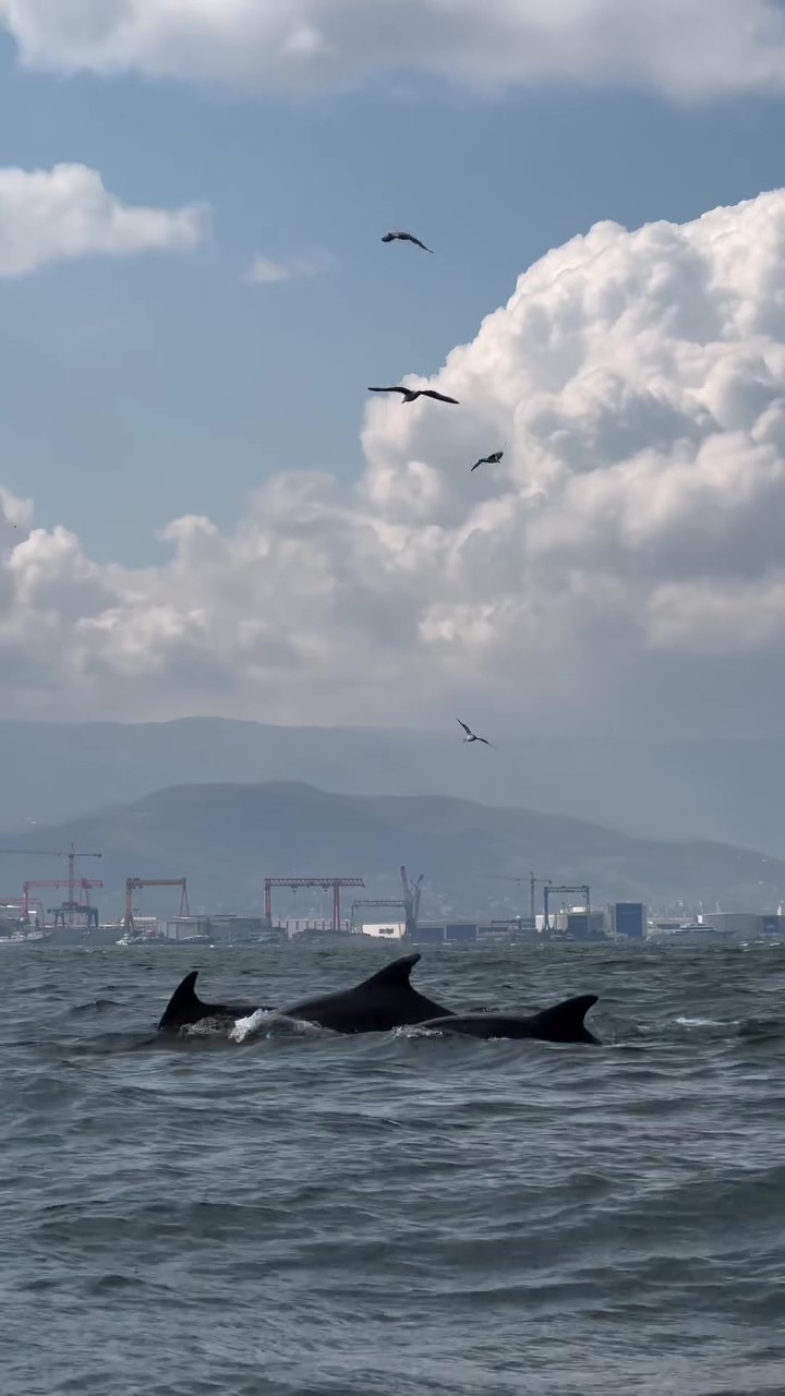 Dip çamuru temizliği İzmit Körfezi’ne yunusları geri getirdi
