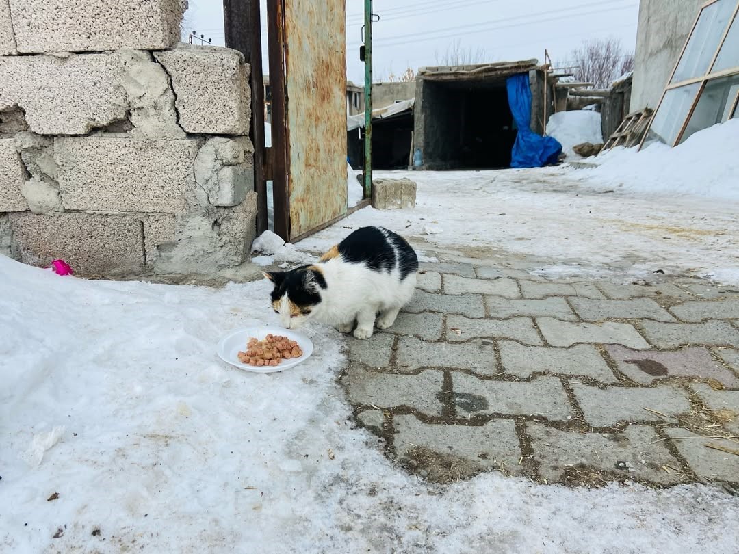 Diyadin’de gençlerden sokak hayvanlarına anlamlı destek
