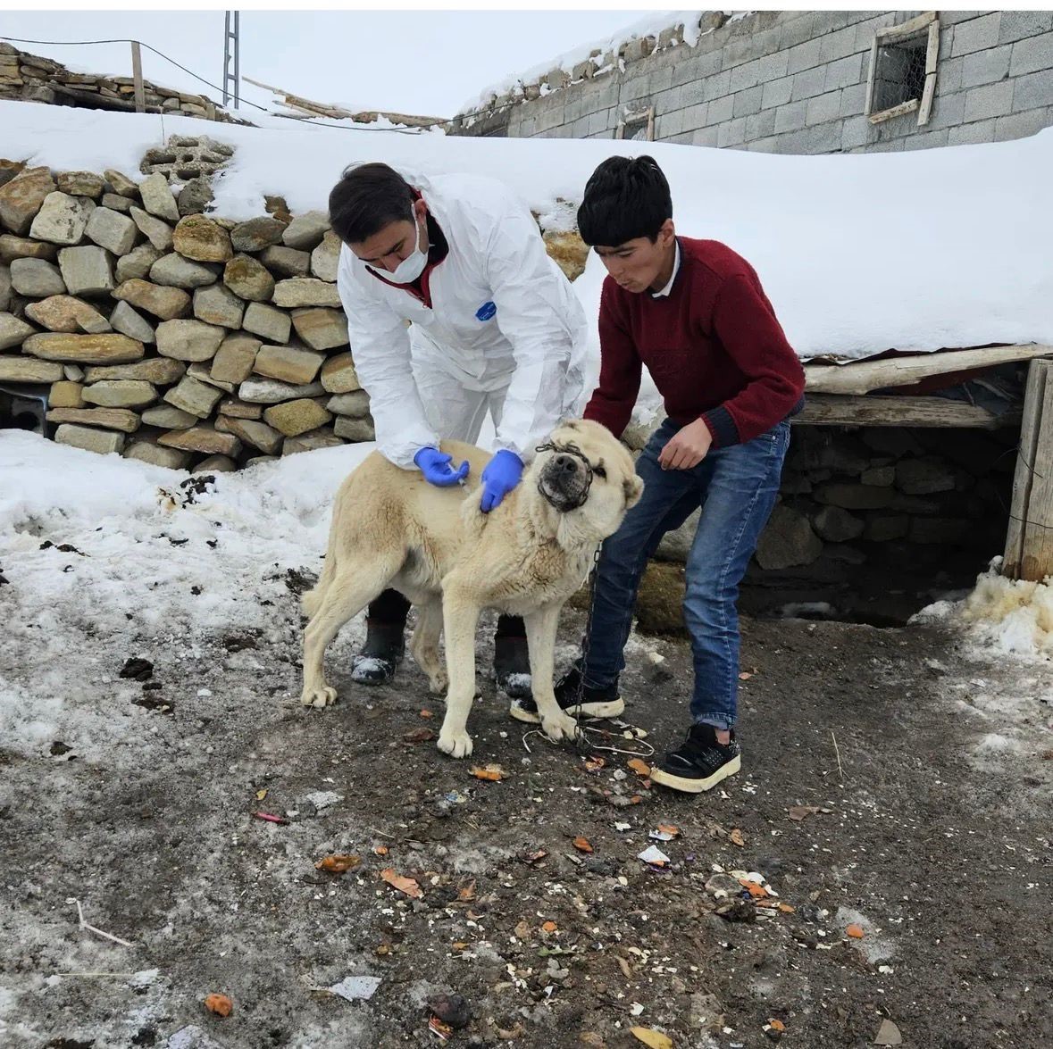 Diyadin’de köpeklere kuduz aşısı uygulaması başladı

