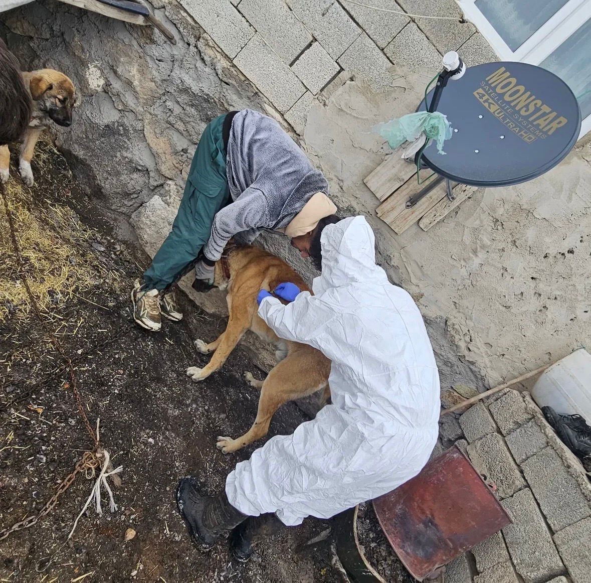 Diyadin’de köpeklere kuduz aşısı uygulaması başladı
