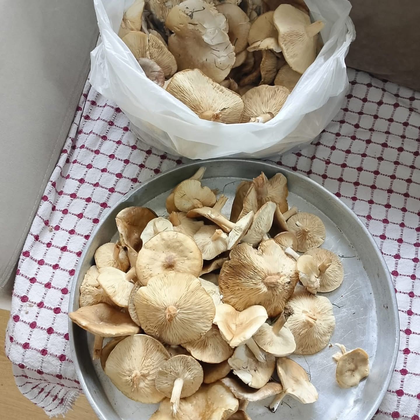 Diyarbakır kırsalında çıkan mantarlar toplanmaya başlandı
