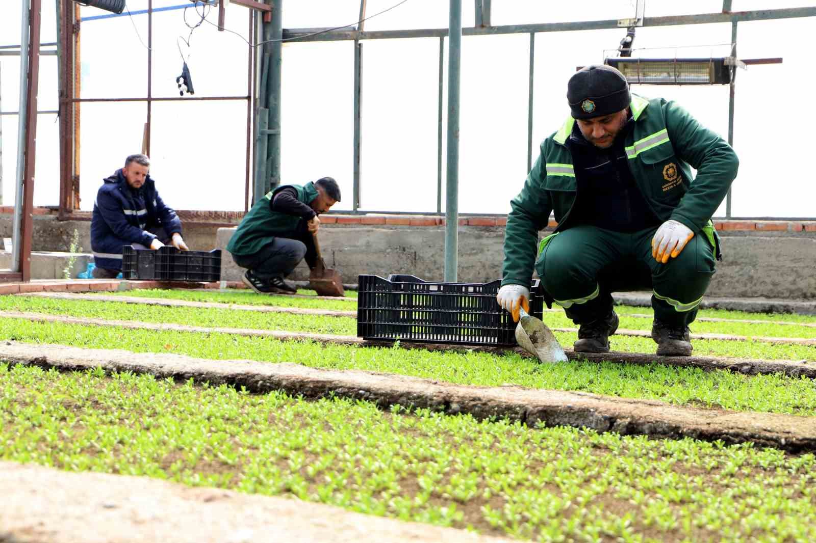 Diyarbakır’a 2 milyon Çin karanfili ekilecek
