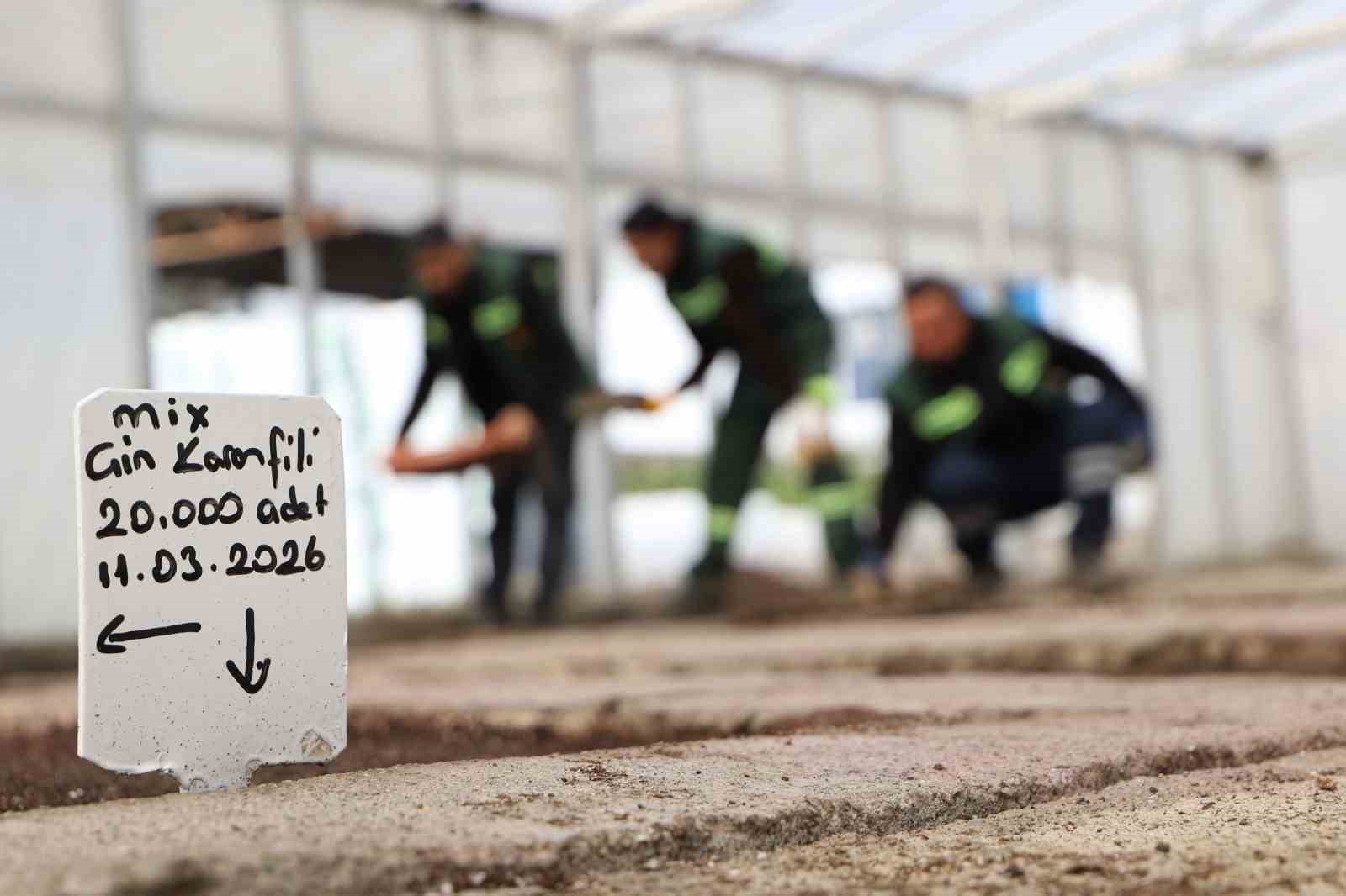 Diyarbakır’a 2 milyon Çin karanfili ekilecek
