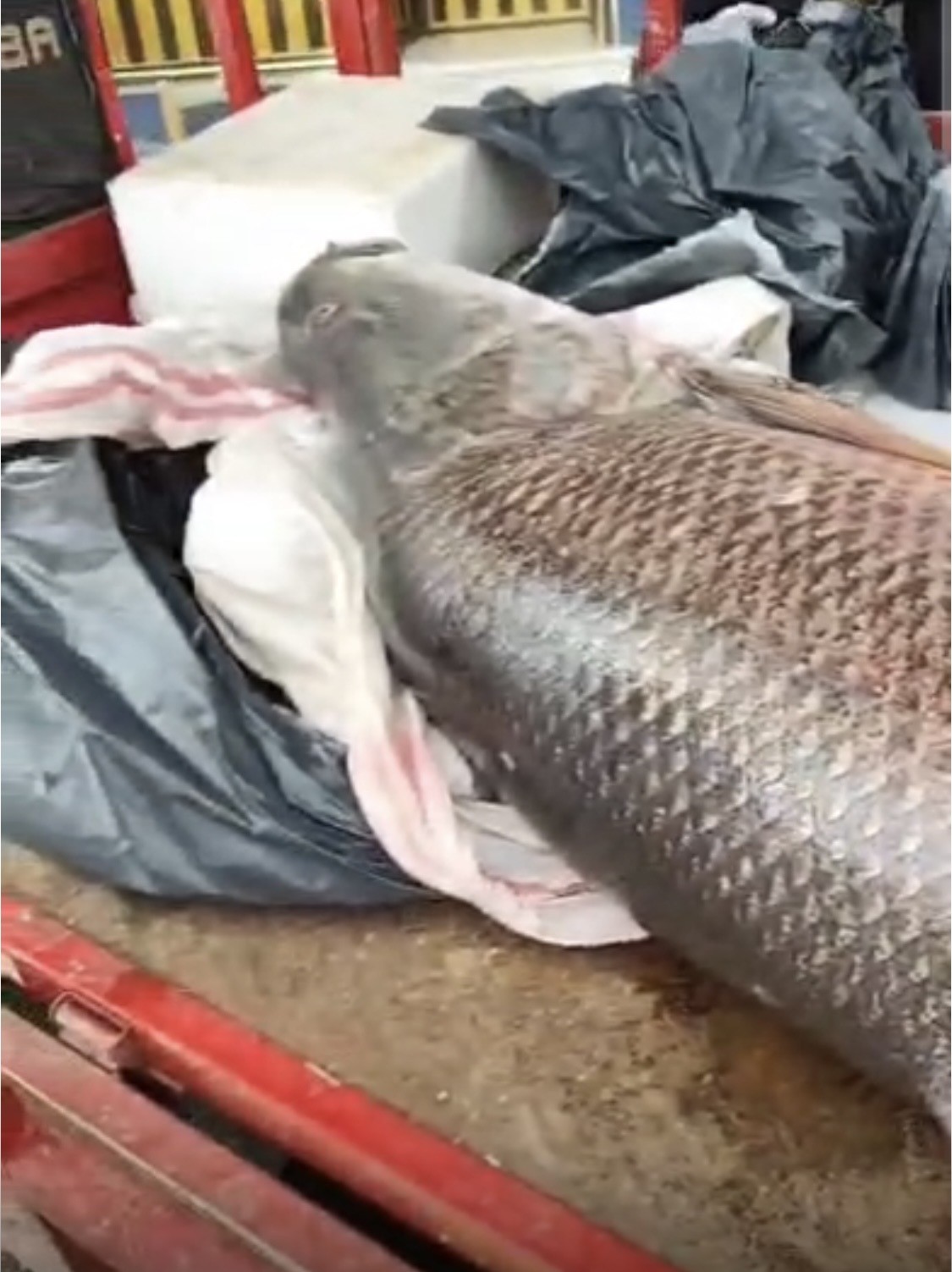 Diyarbakır’da 120 kiloluk turna balığı görenleri hayrete düşürdü
