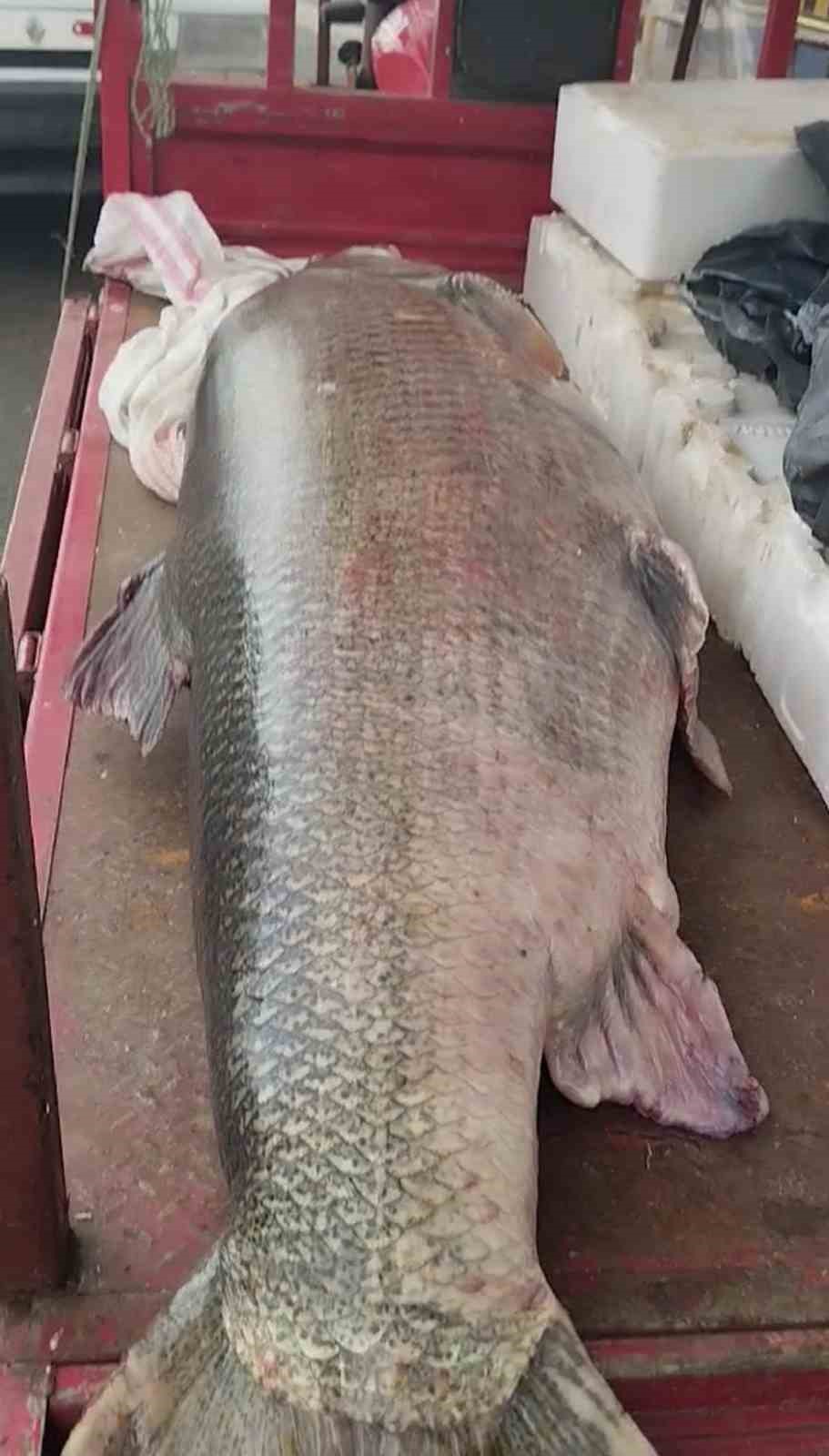 Diyarbakır’da 120 kiloluk turna balığı görenleri hayrete düşürdü
