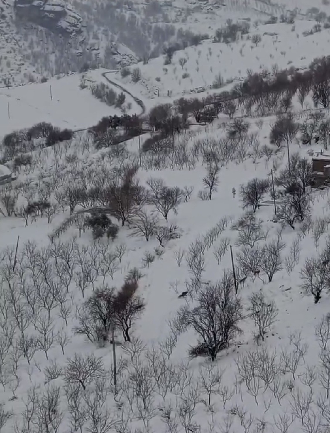 Diyarbakır’da aç kalan kurt sürüsü yerleşim yerine indi

