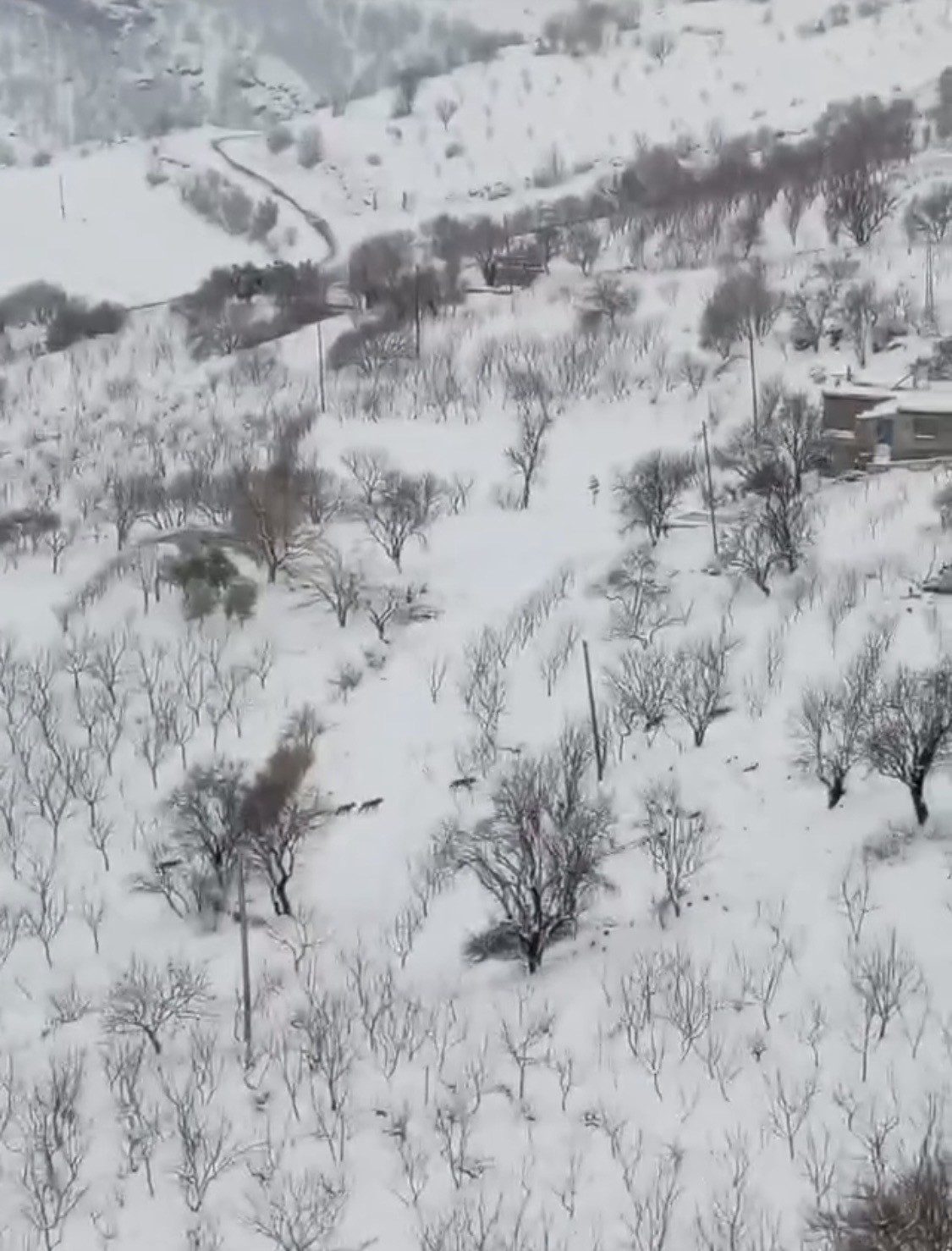 Diyarbakır’da aç kalan kurt sürüsü yerleşim yerine indi
