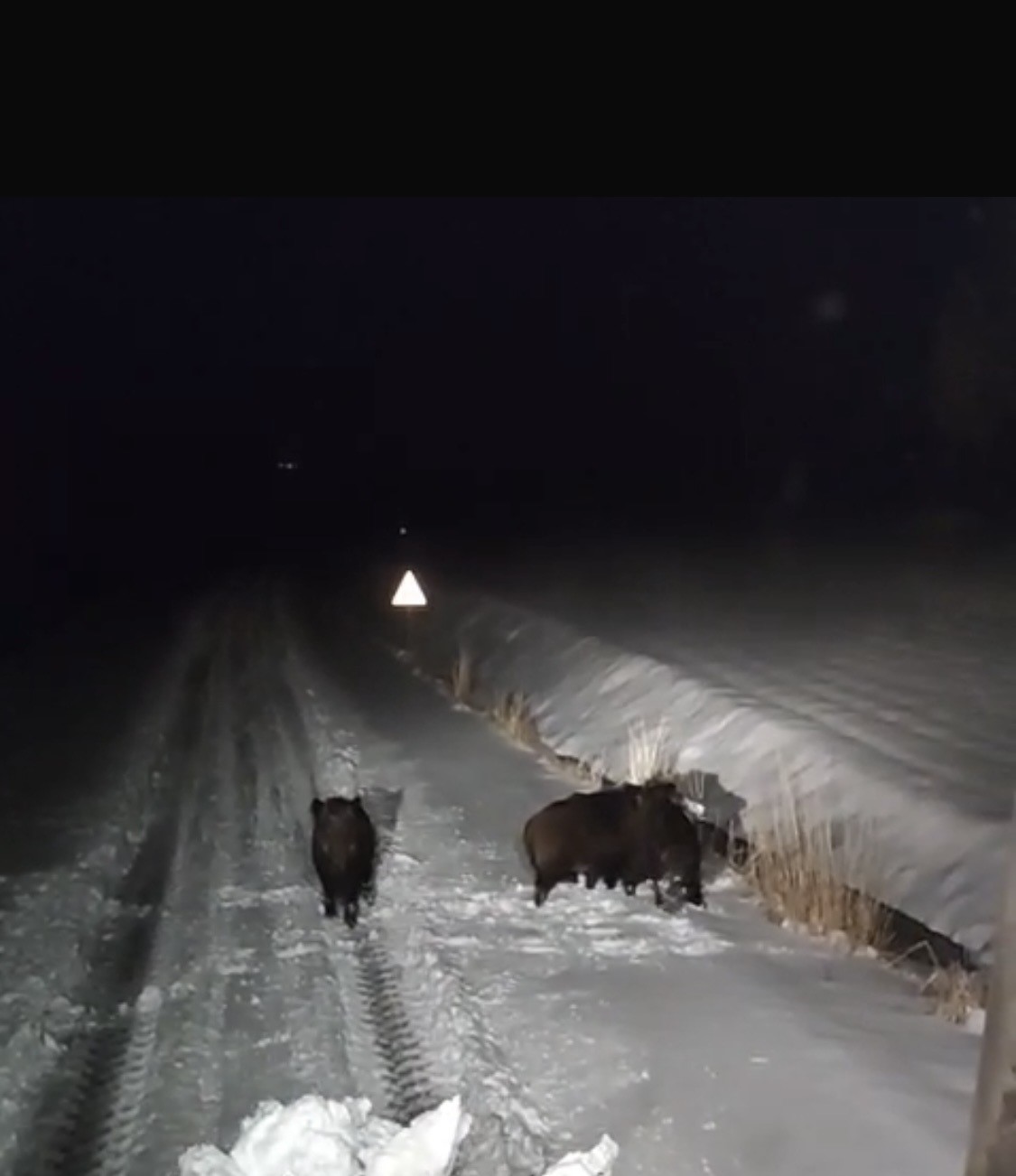 Diyarbakır’da aç kalan kurt ve domuz sürüsü yerleşim yerine indi
