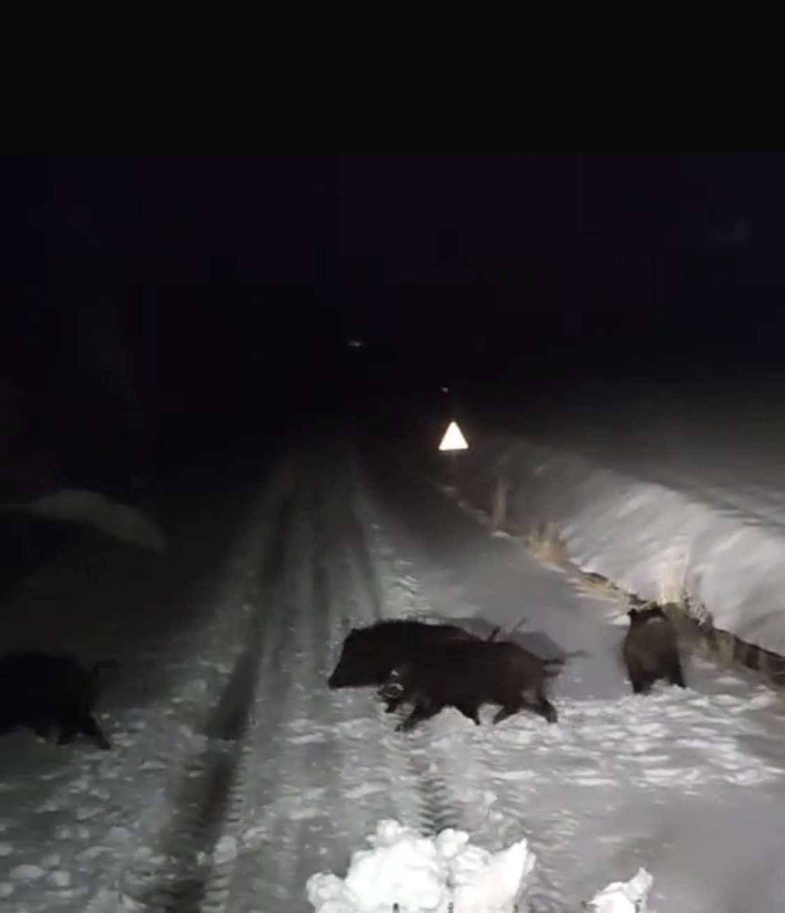 Diyarbakır’da aç kalan kurt ve domuz sürüsü yerleşim yerine indi
