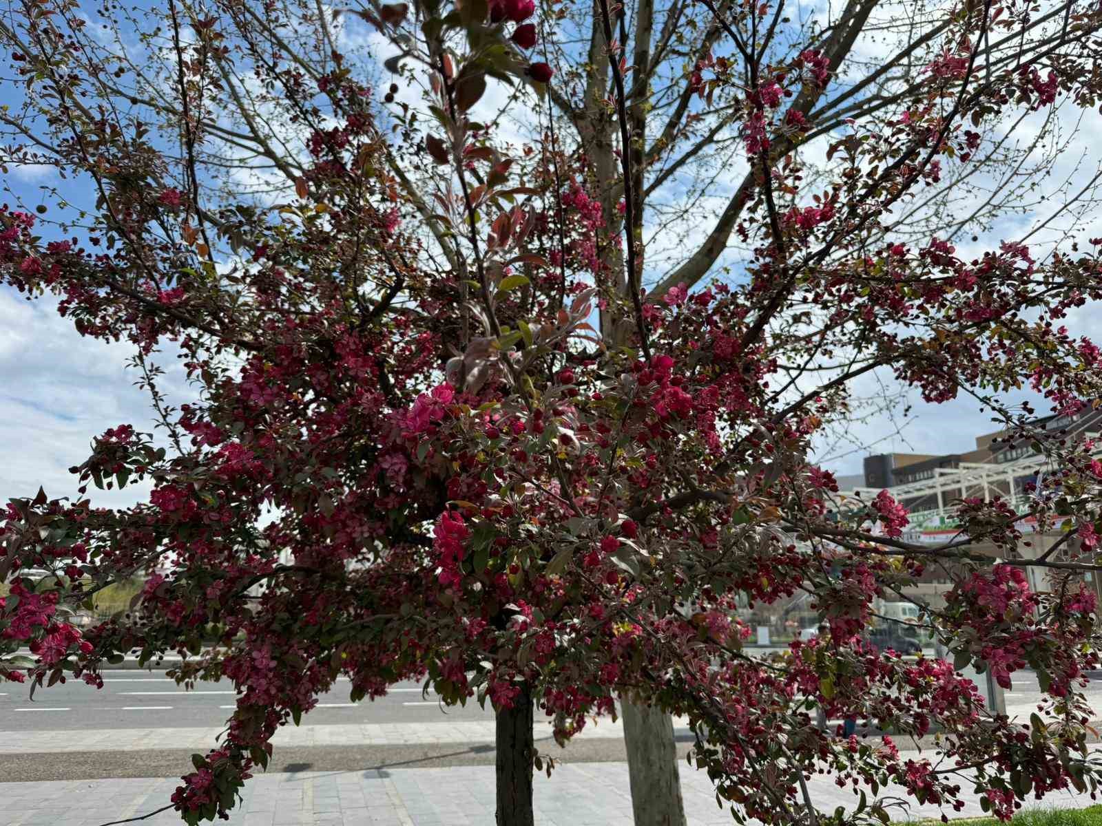 Diyarbakır’da ağaçlar ’kırmızıya’ büründü
