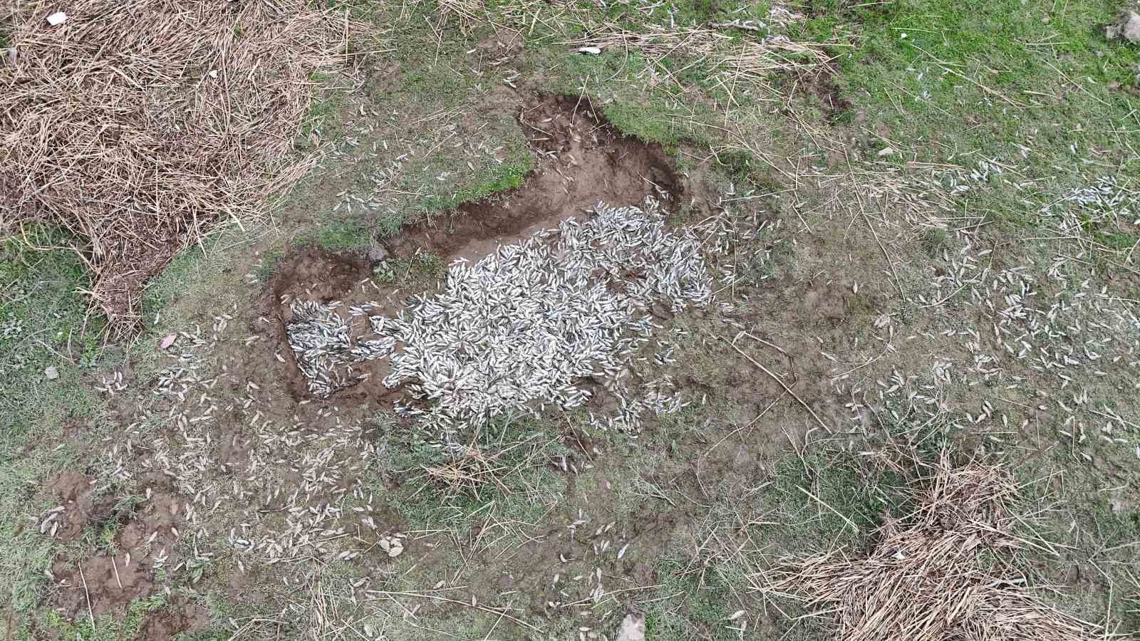 Diyarbakır’da aşırı yağışlar sonrası suyun geri çekilmesiyle balıklar telef oldu
