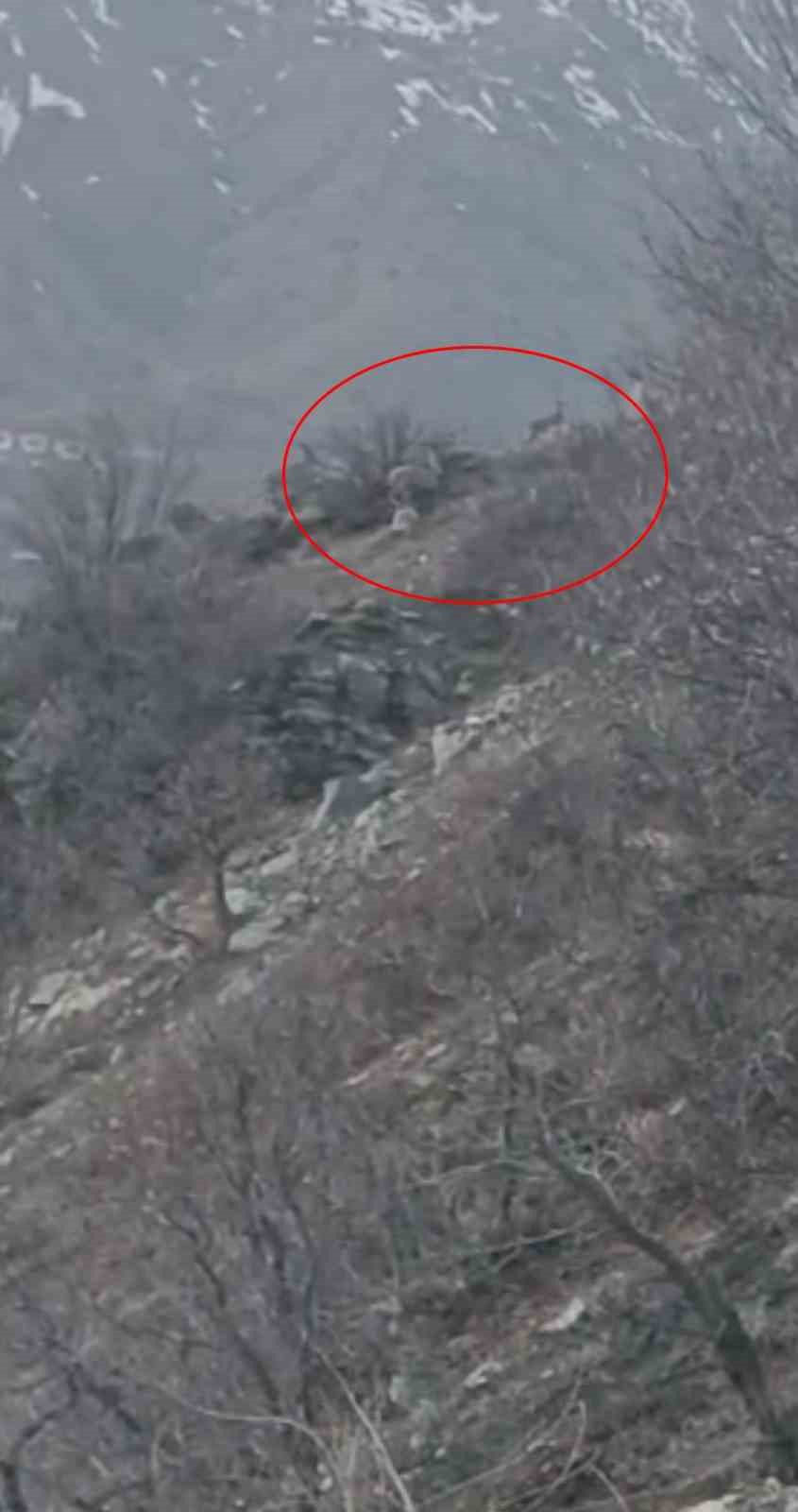 Diyarbakır’da nesli koruma altında bulunan dağ keçileri görüntülendi
