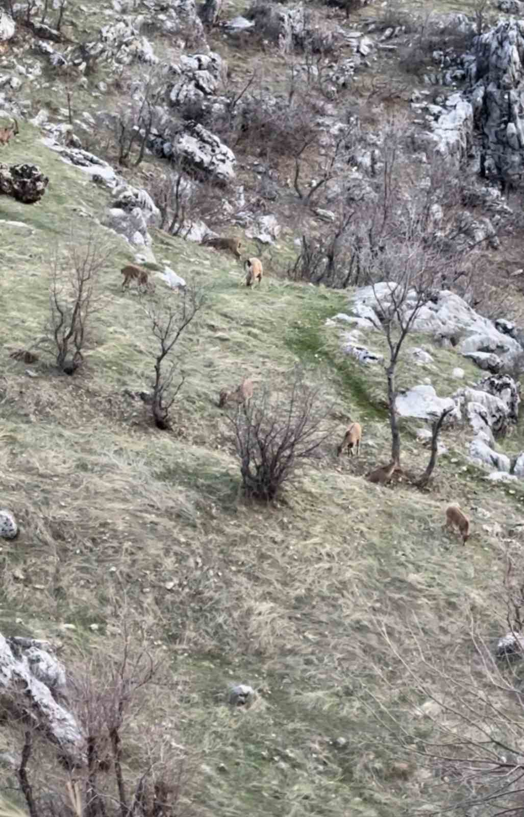Diyarbakır’da nesli koruma altında olan dağ keçileri görüldü
