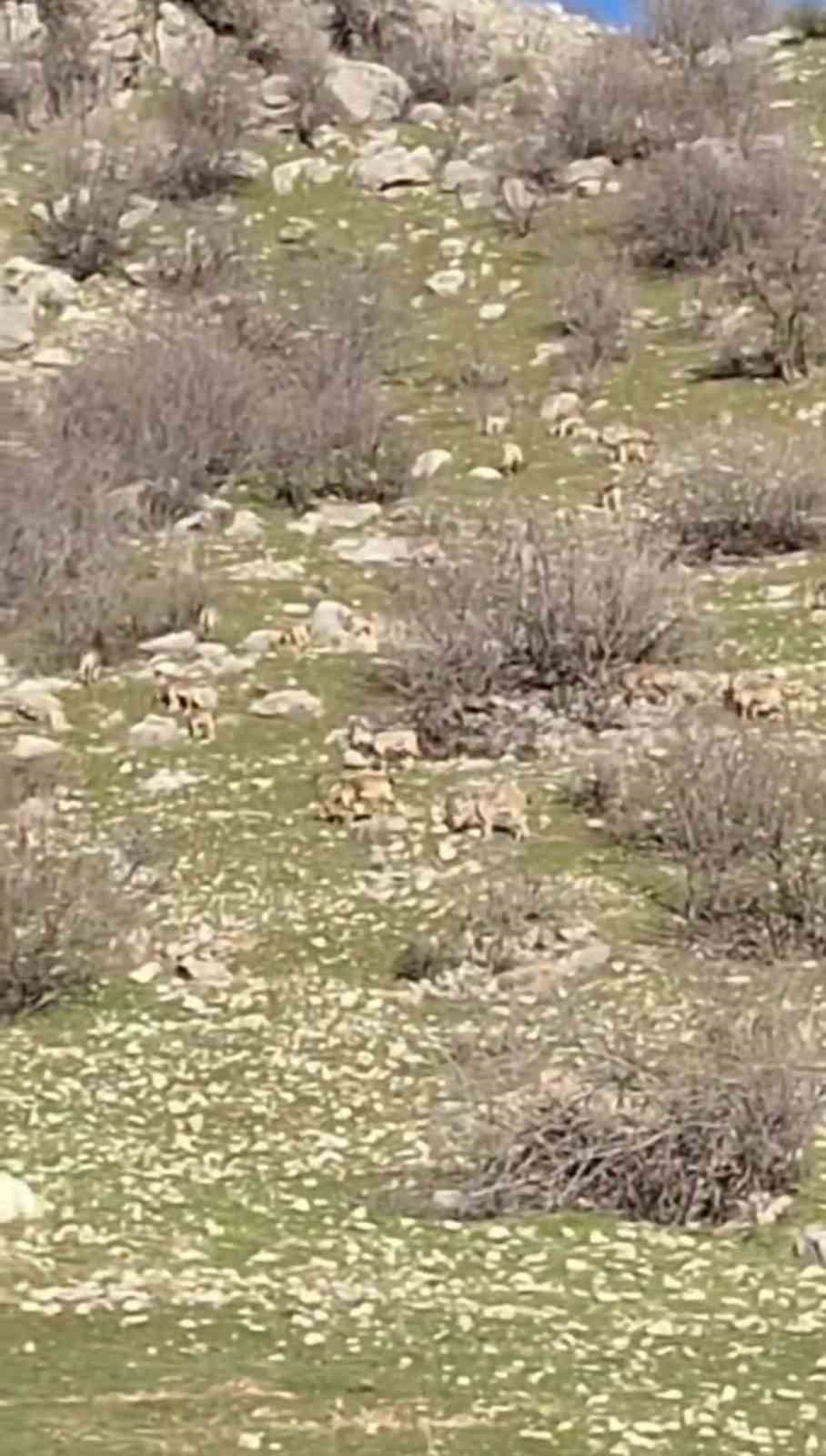 Diyarbakır’da sürü halinde dağ keçileri görüntülendi
