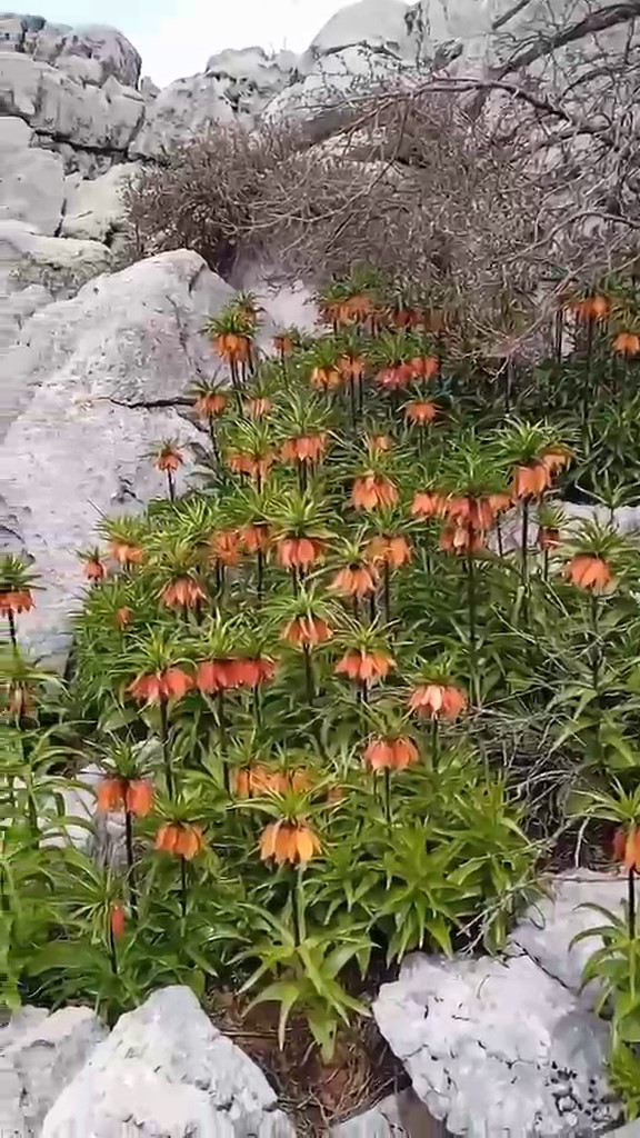 Diyarbakır’da ’ters laleler’ doğayı renklendirdi
