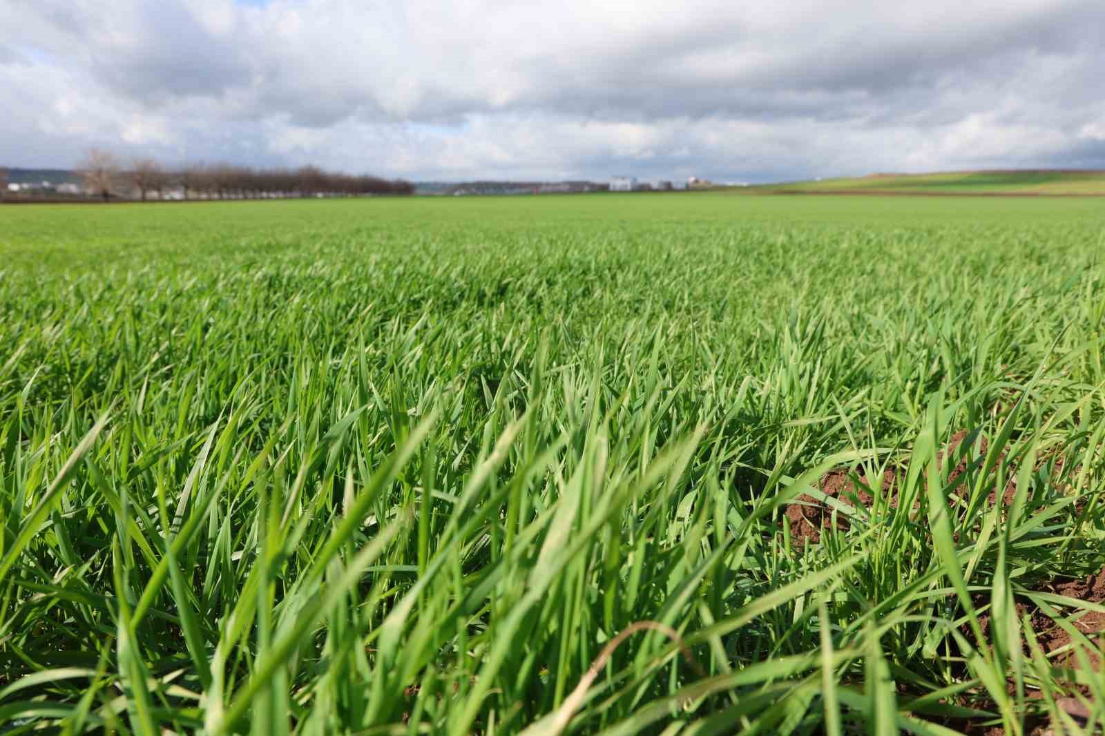 Diyarbakır’da yağışlar yüzde 248 arttı, rekoltede yüzde 50 artış bekleniyor
