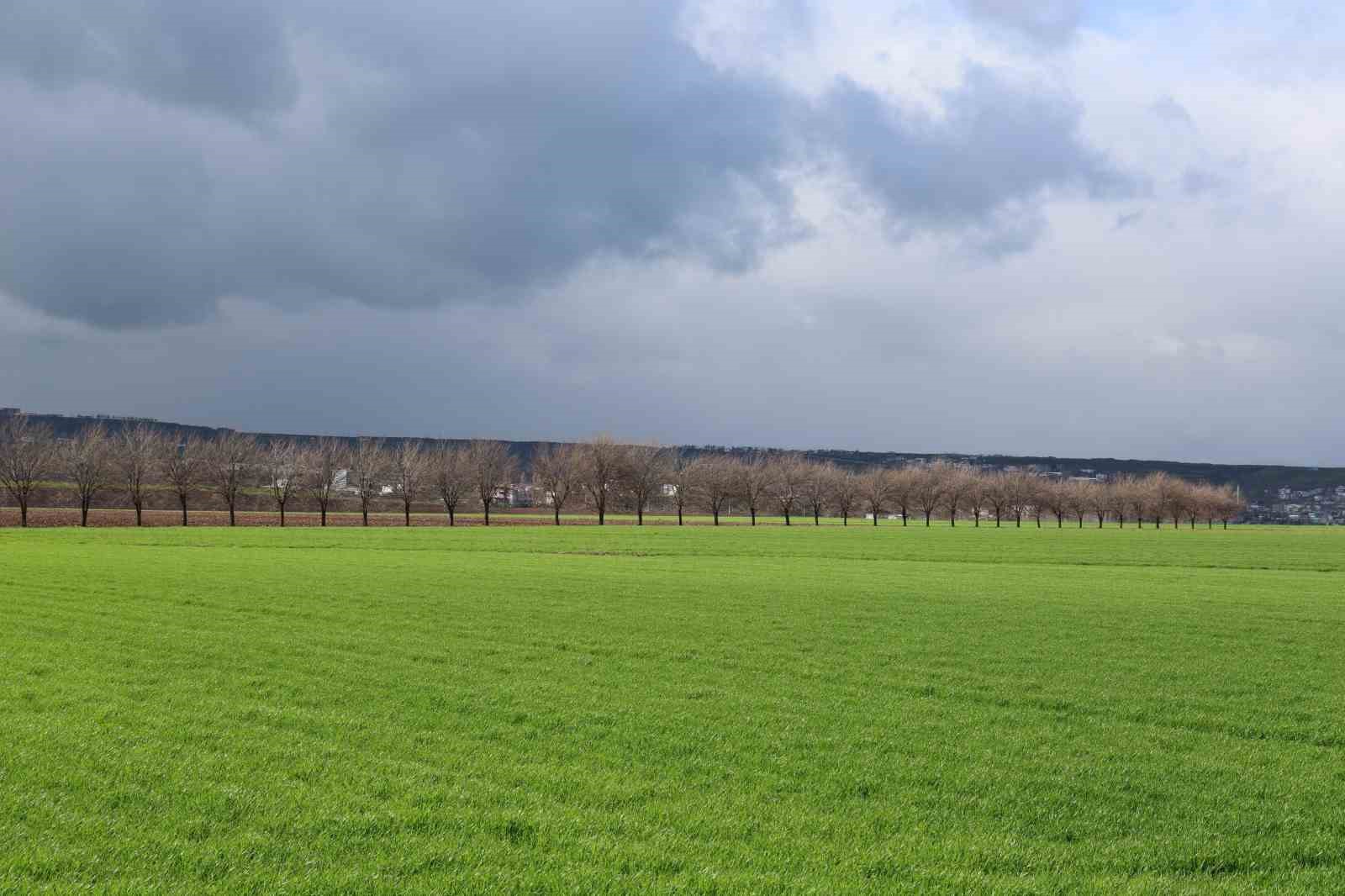 Diyarbakır’da yağışlar yüzde 248 arttı, rekoltede yüzde 50 artış bekleniyor
