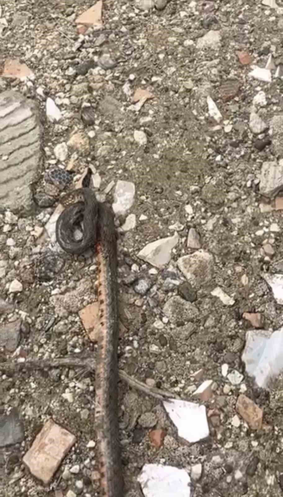 Diyarbakır’da yılanlar kış uykusundan uyandı
