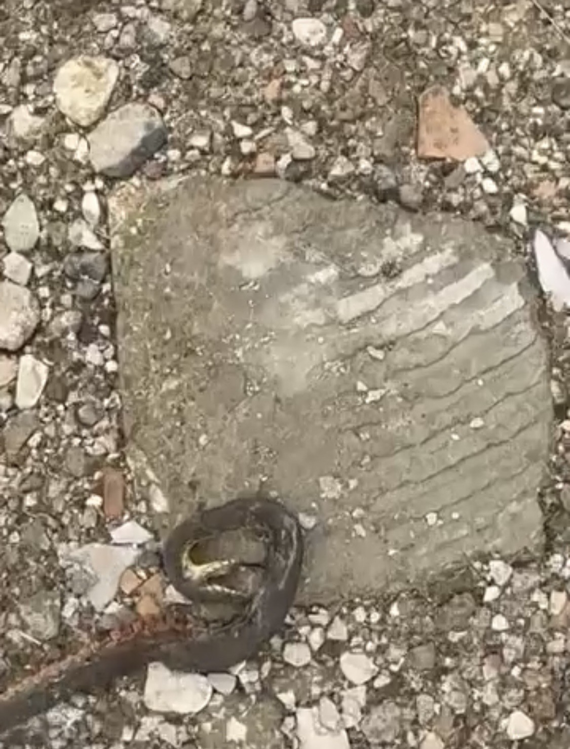 Diyarbakır’da yılanlar kış uykusundan uyandı
