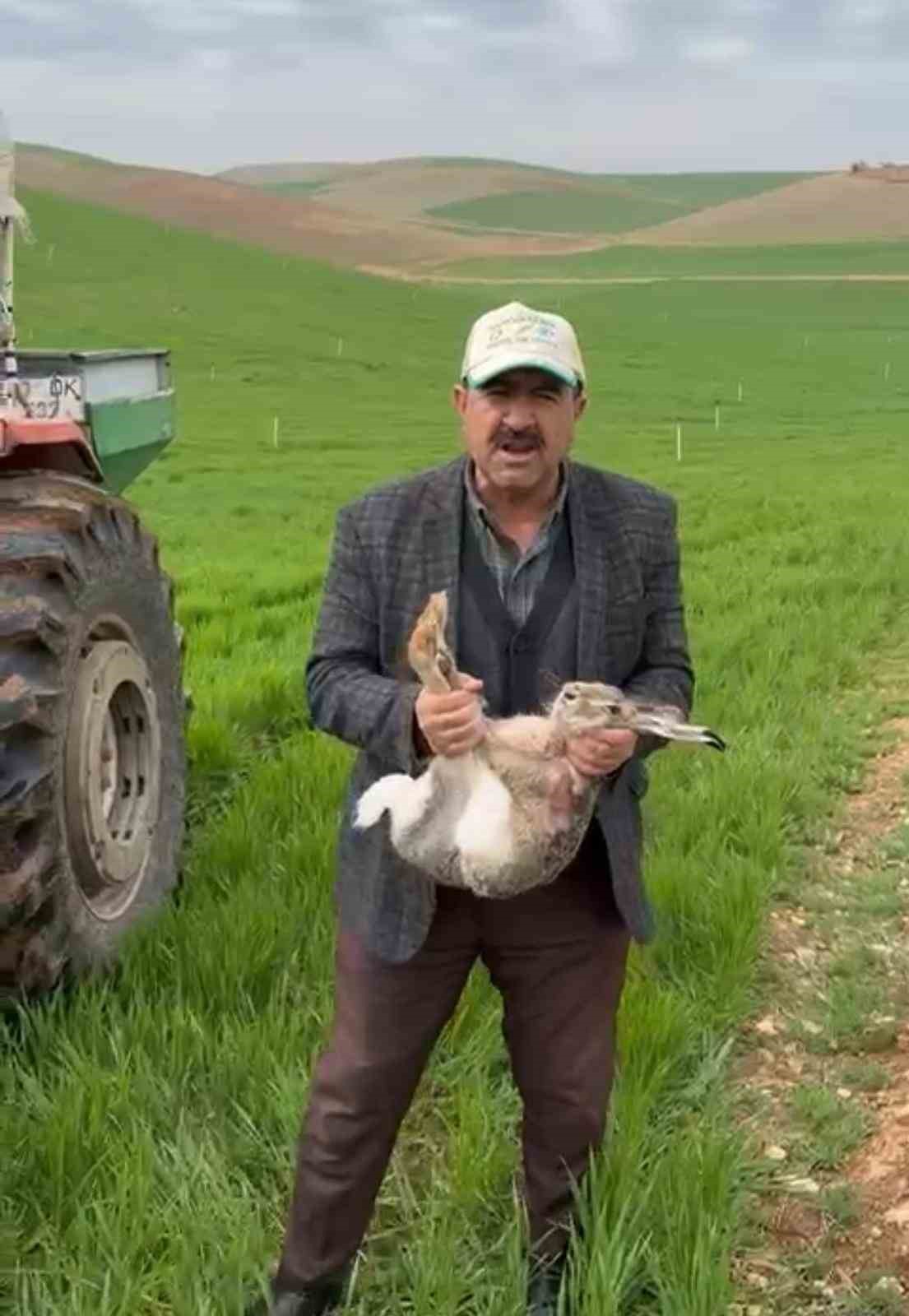 Diyarbakırlı çiftçi, tarlada yakaladığı gebe tavşanı yaşam alanına bıraktı
