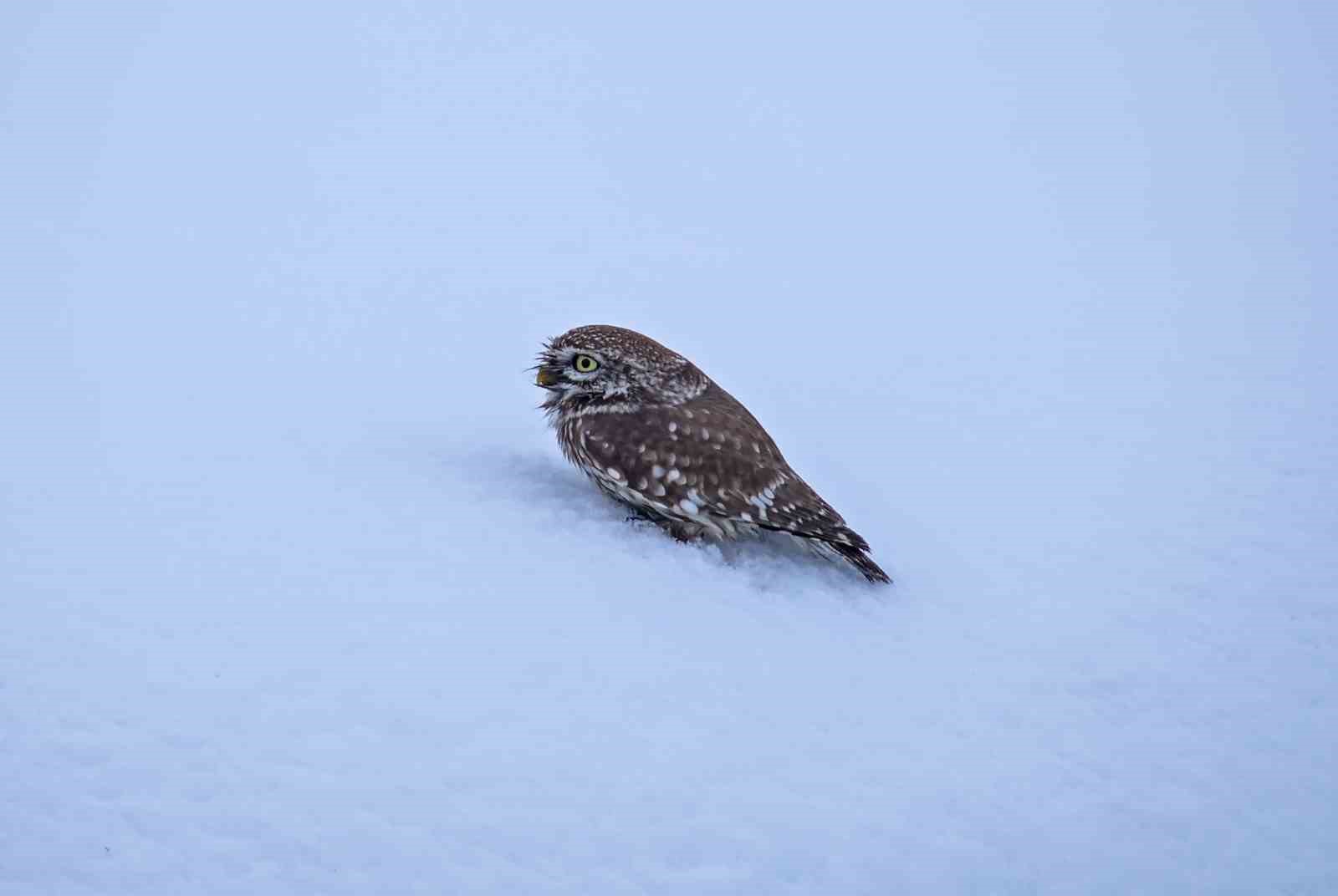 Doğada hayatta kalma mücadelesi

