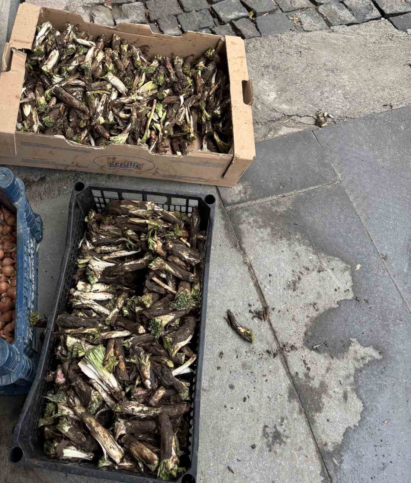 Doğada kendiliğinden yetişiyor, kilosu 250 liradan alıcı buluyor
