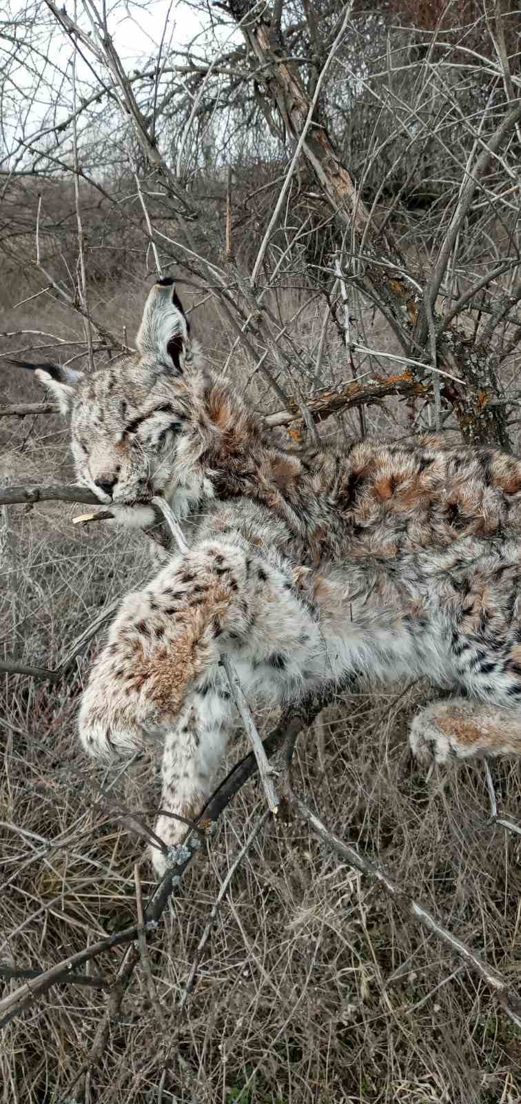 Doğada nadir görülen vaşak ölü bulundu
