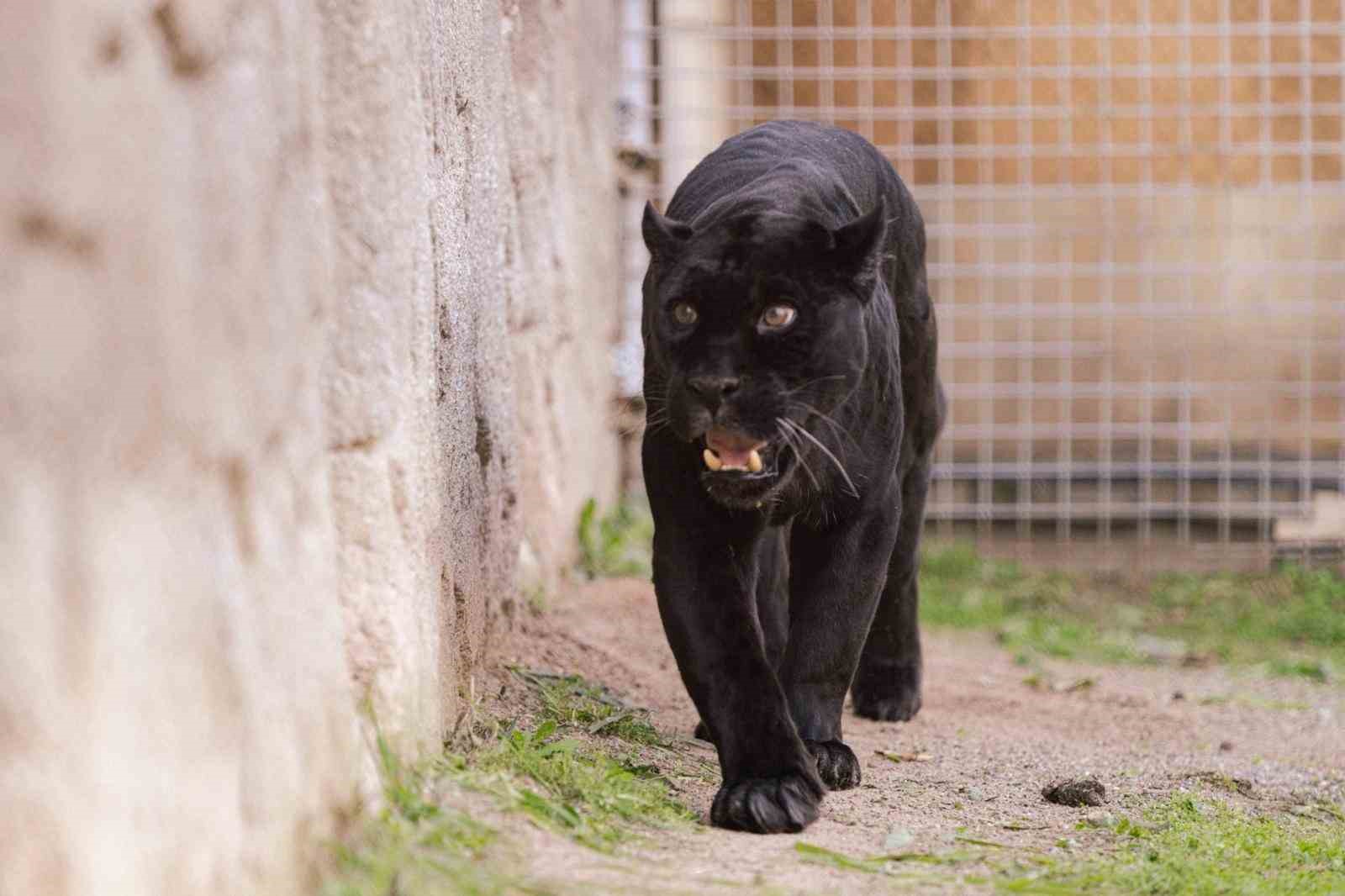 Doğal Yaşam Parkı’nın jaguarı Juliet yaşama veda etti

