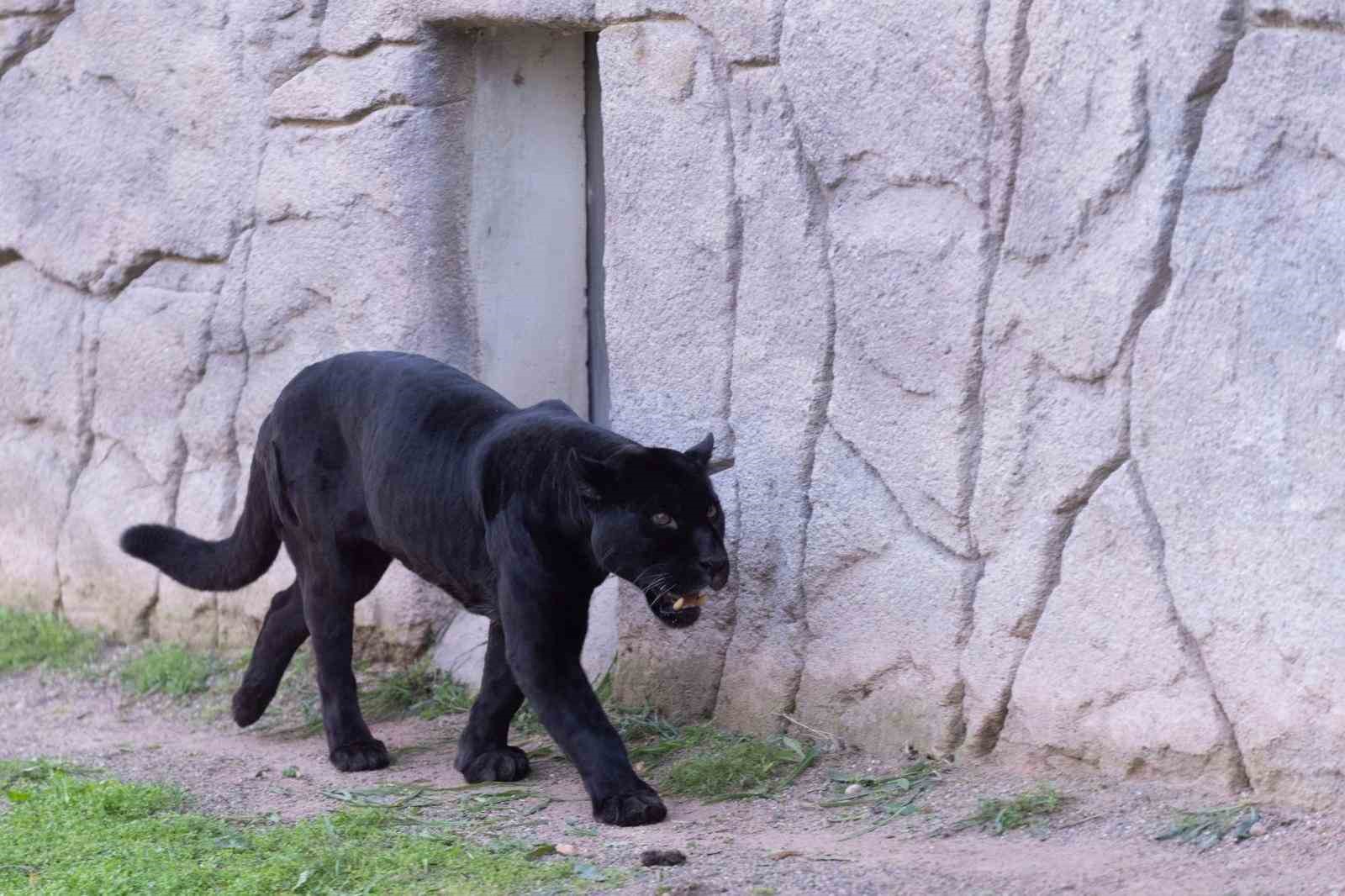 Doğal Yaşam Parkı’nın jaguarı Juliet yaşama veda etti

